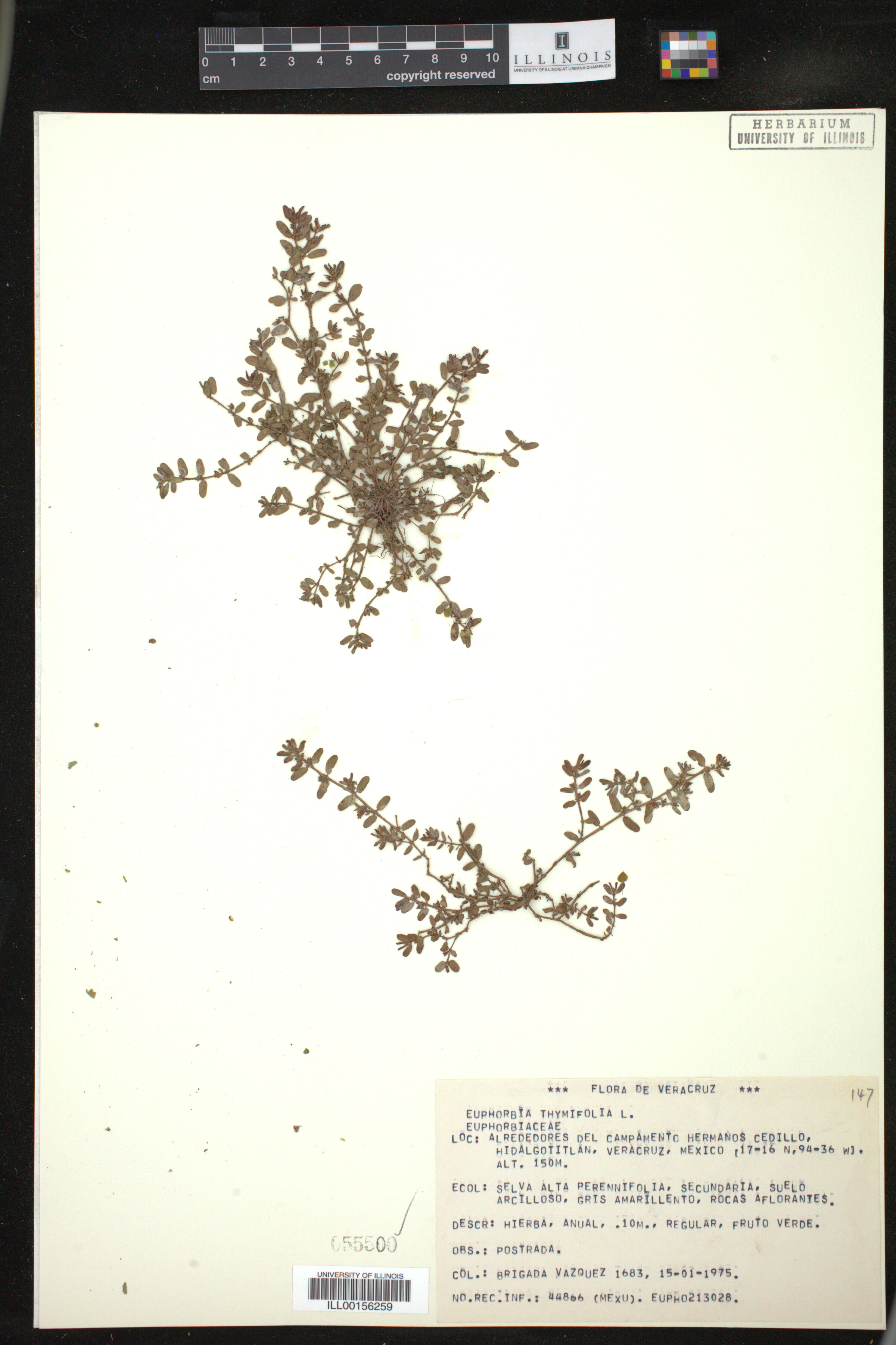 Euphorbia thymifolia image