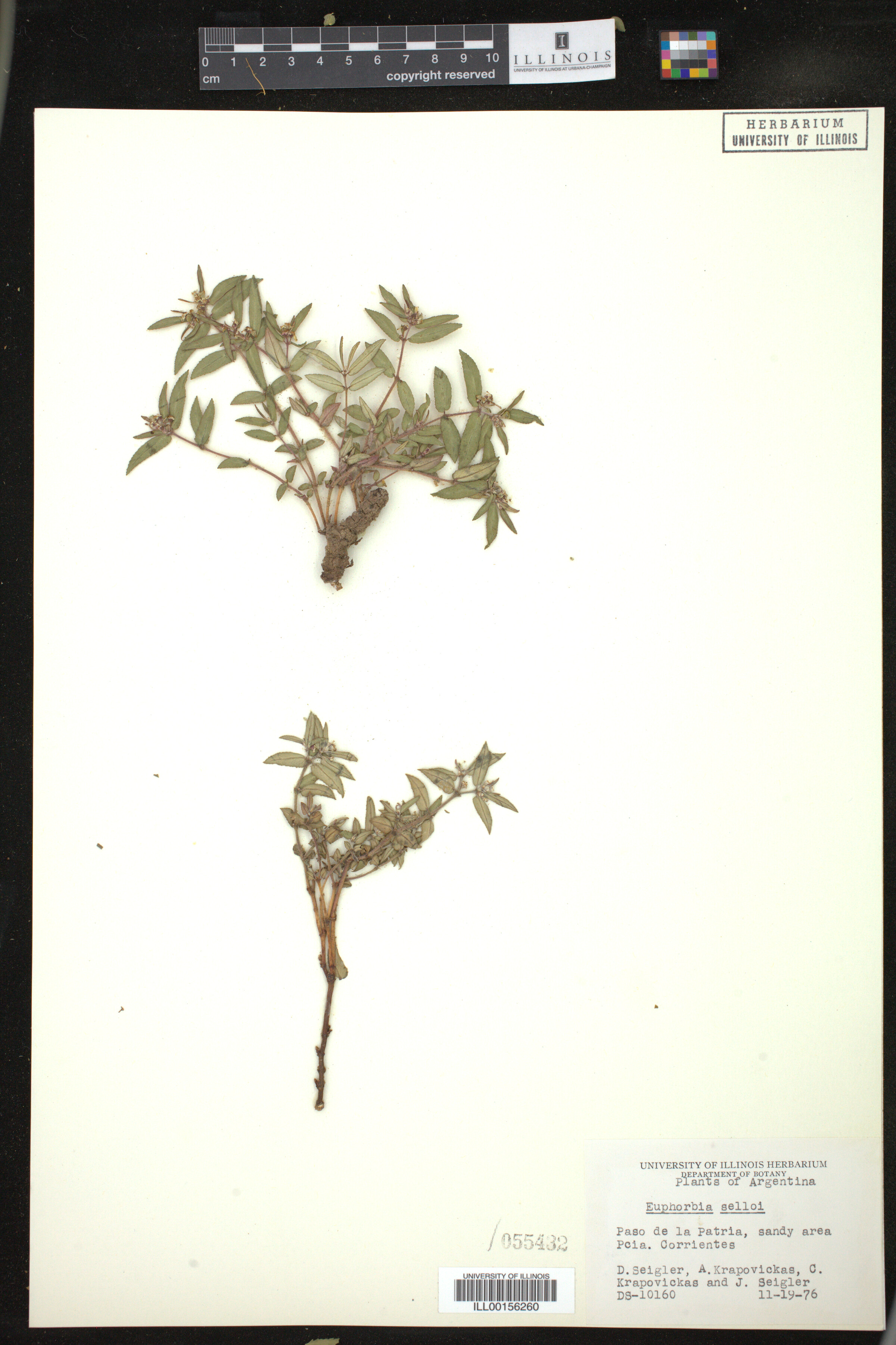 Euphorbia selloi image