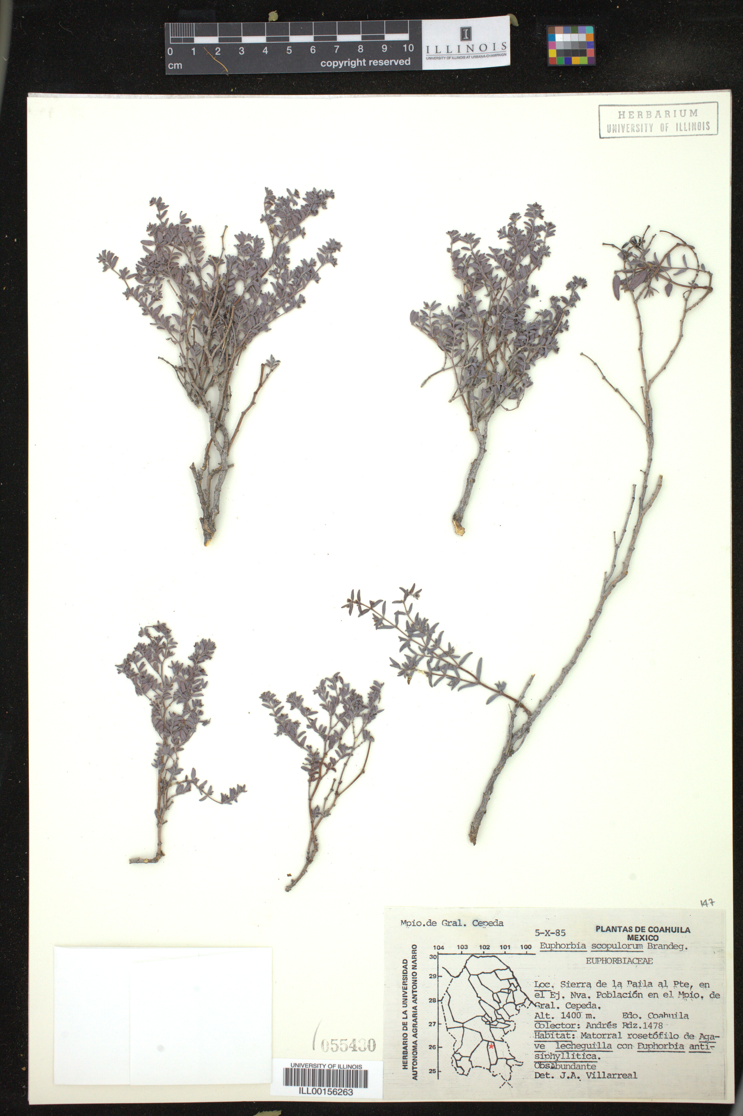 Euphorbia scopulorum image