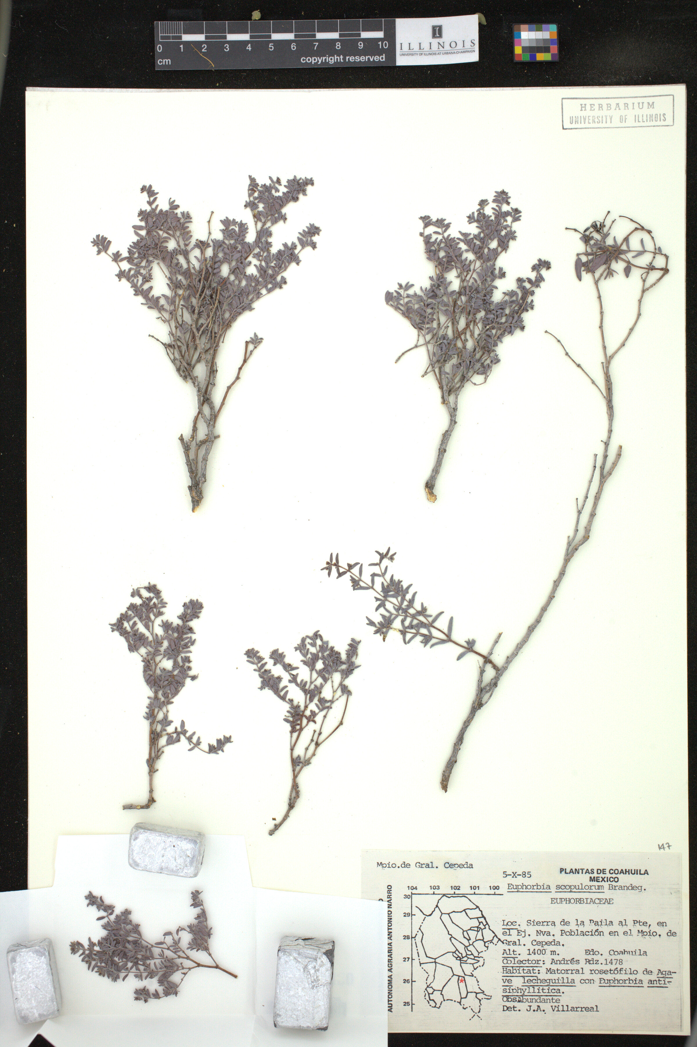 Euphorbia scopulorum image