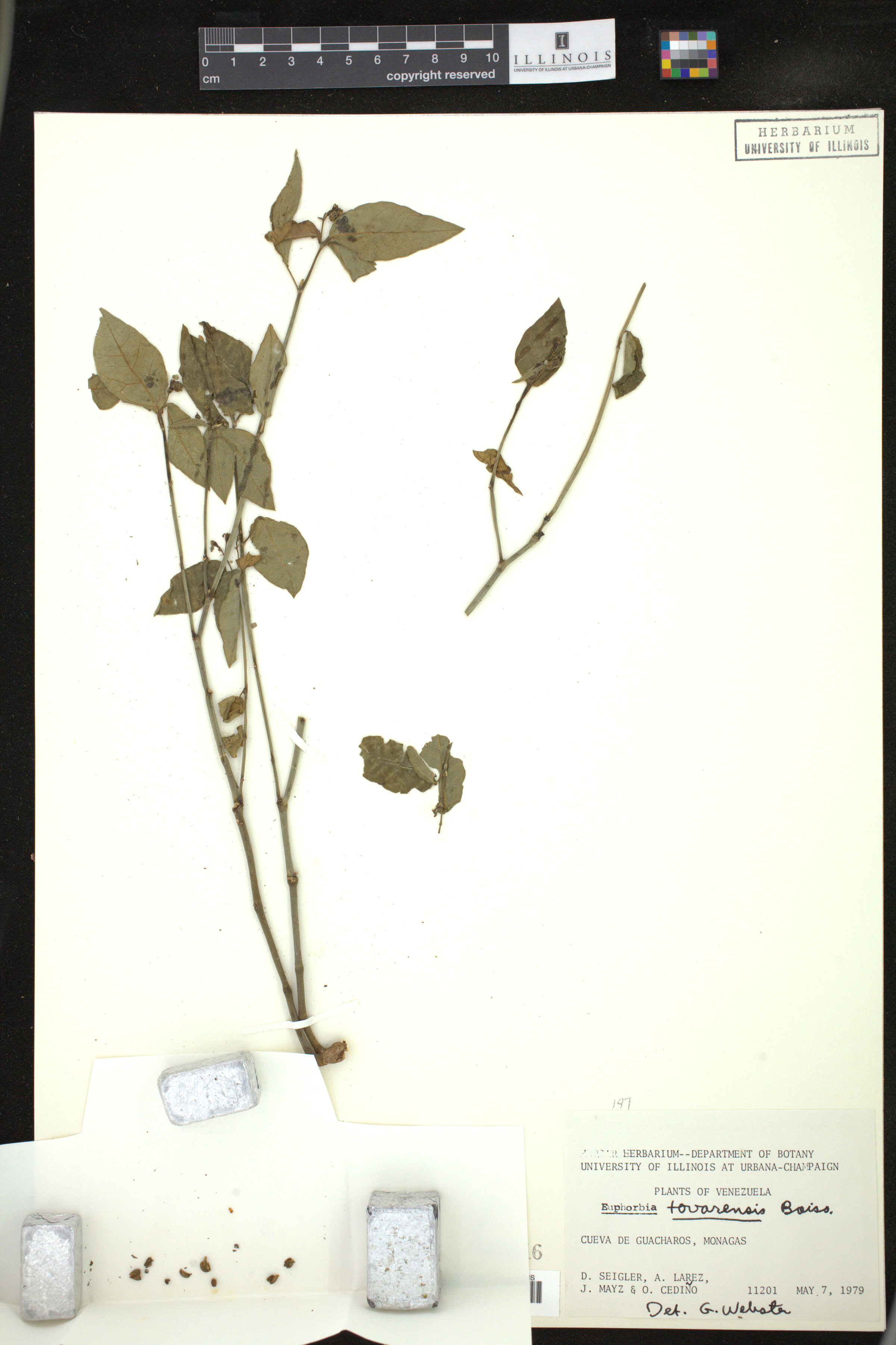 Euphorbia tovarensis image
