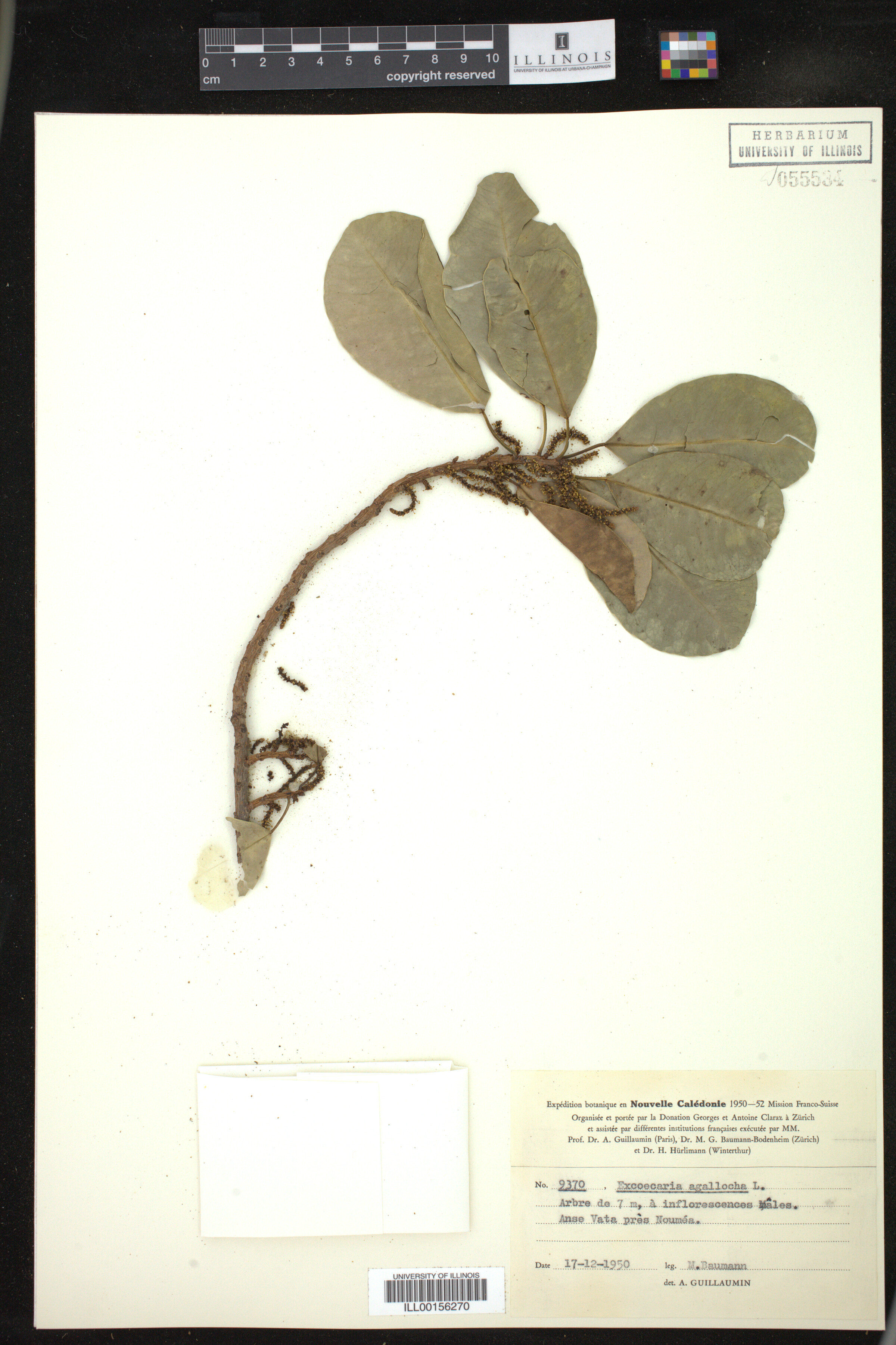 Excoecaria agallocha image