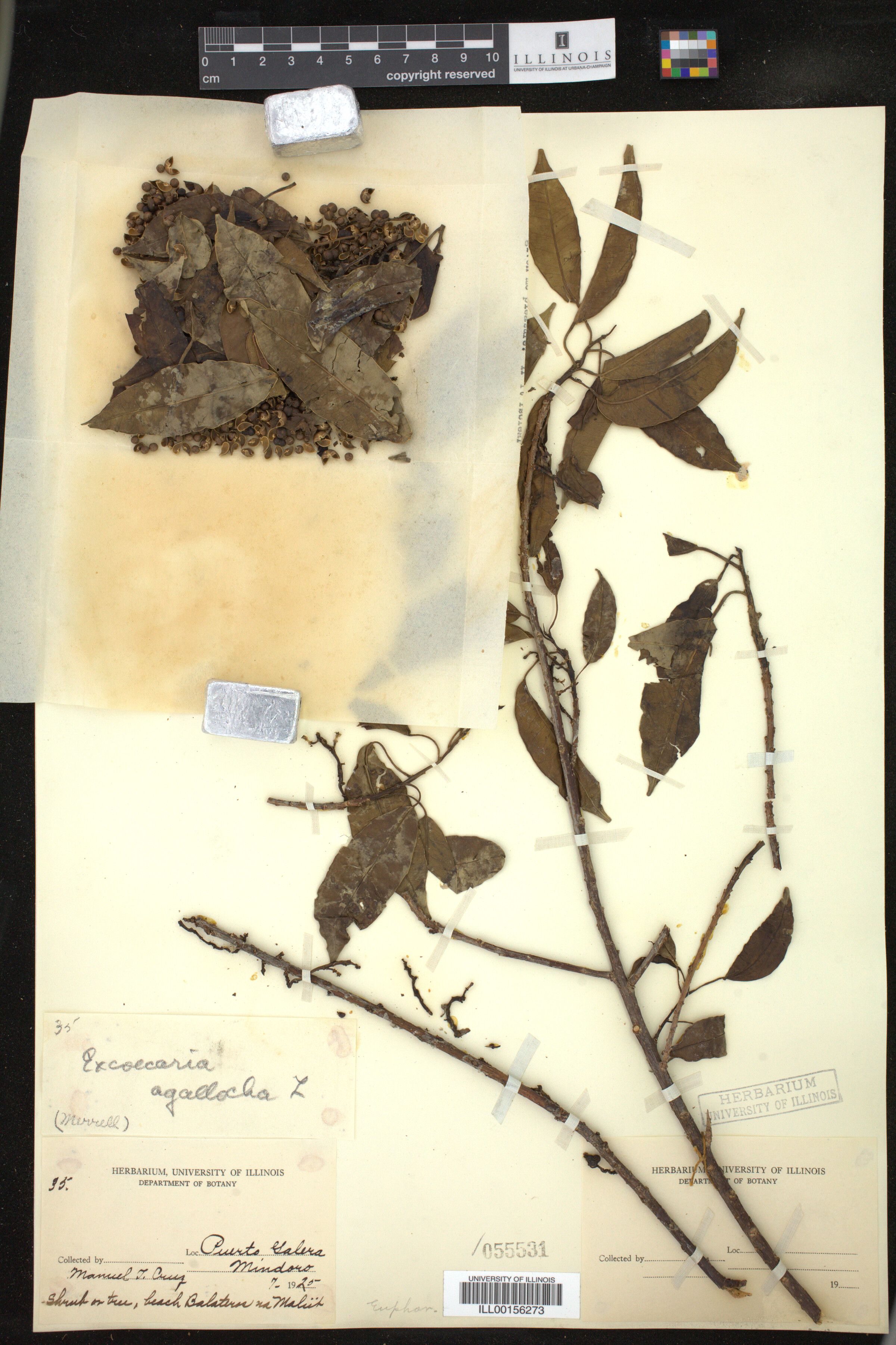 Excoecaria agallocha image