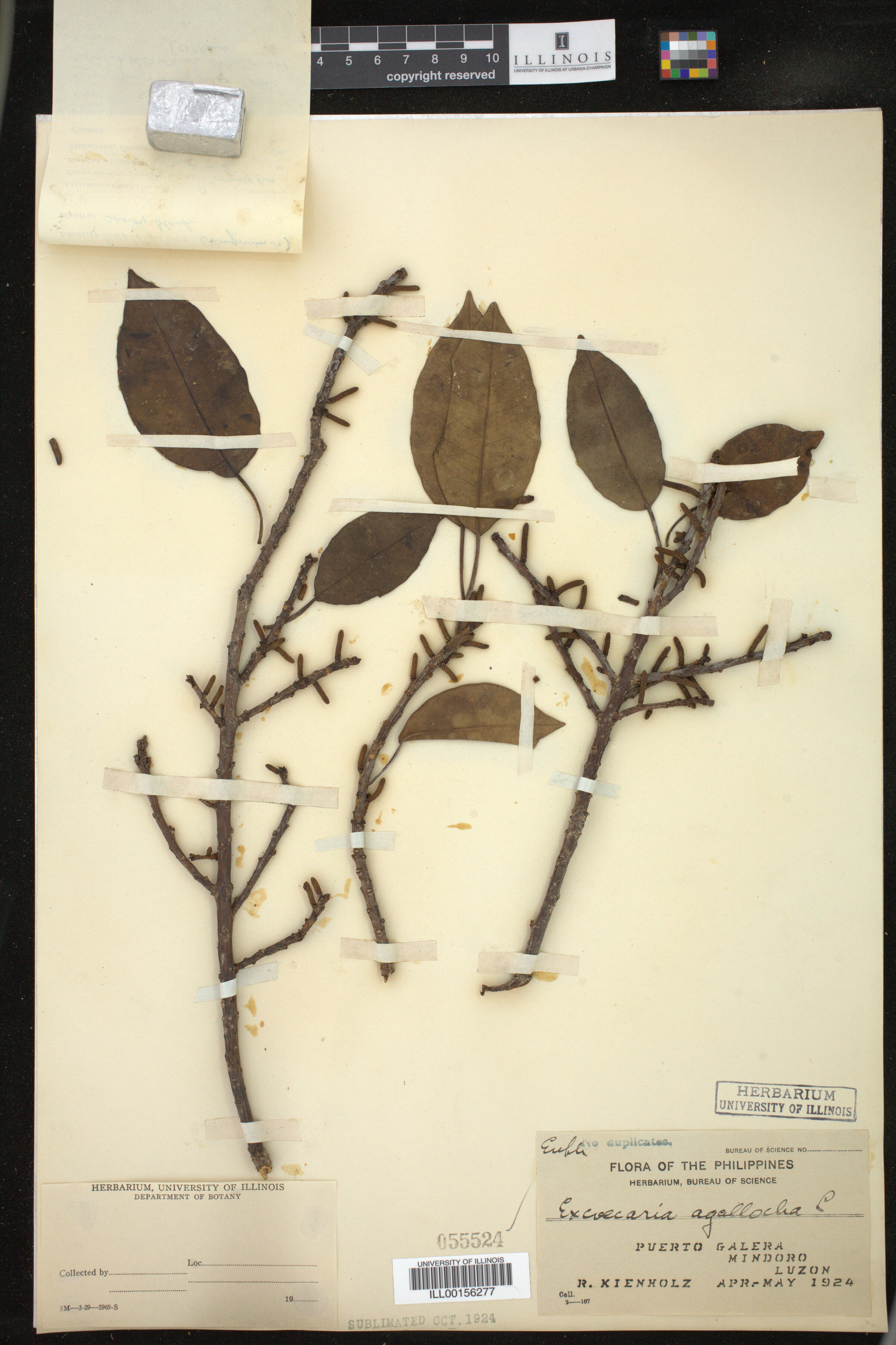 Excoecaria agallocha image