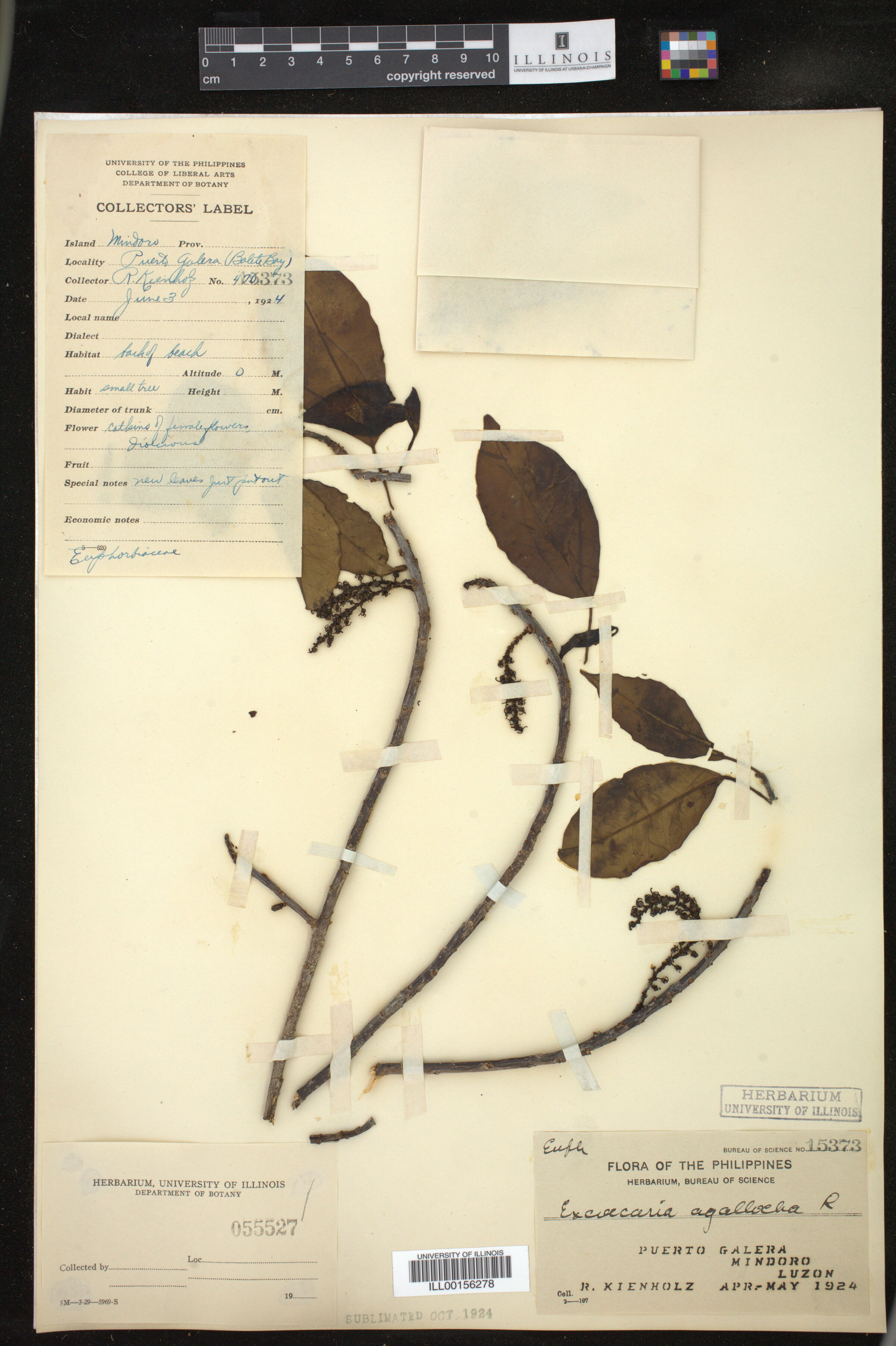Excoecaria agallocha image