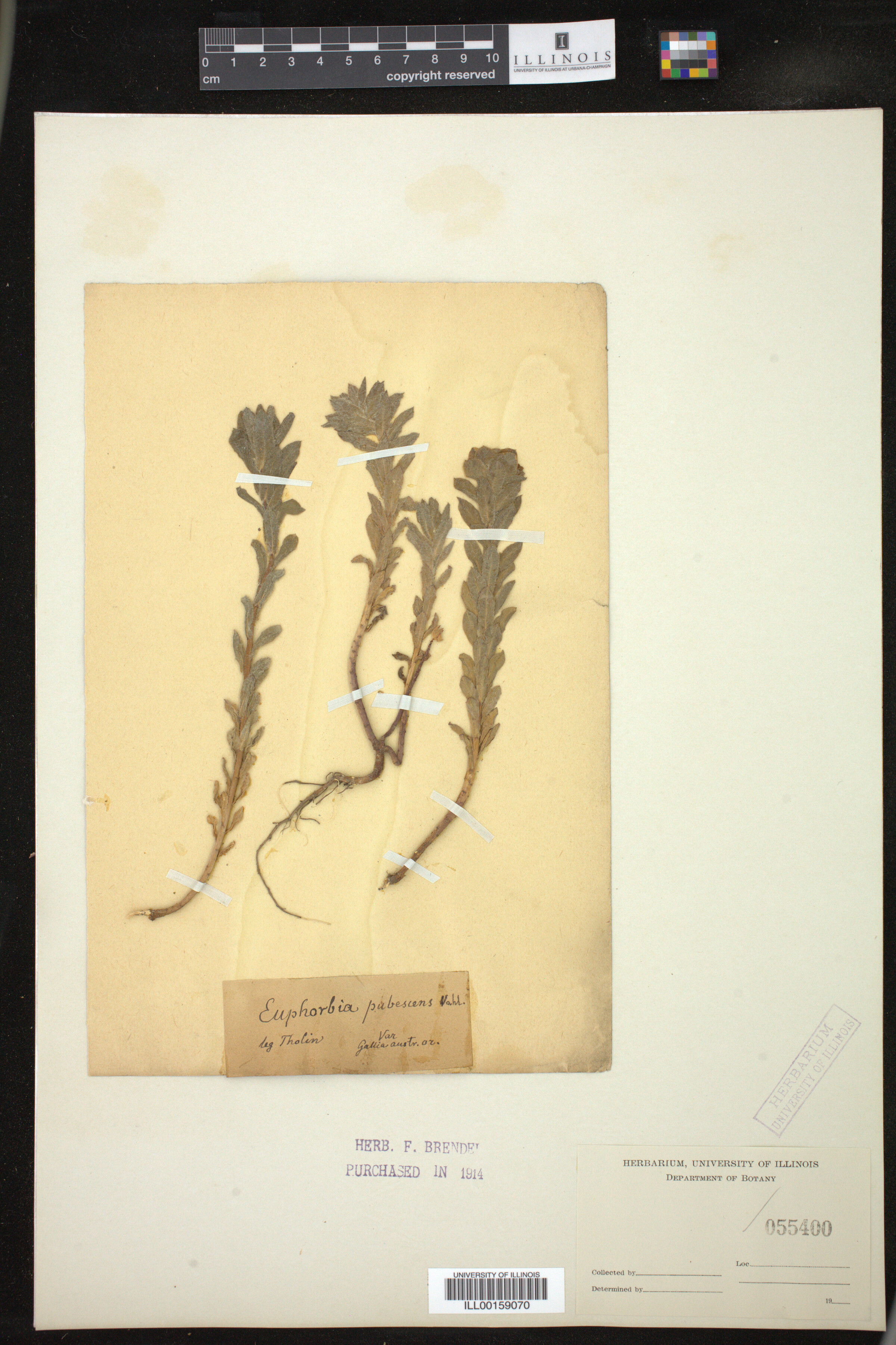 Euphorbia hirsuta image