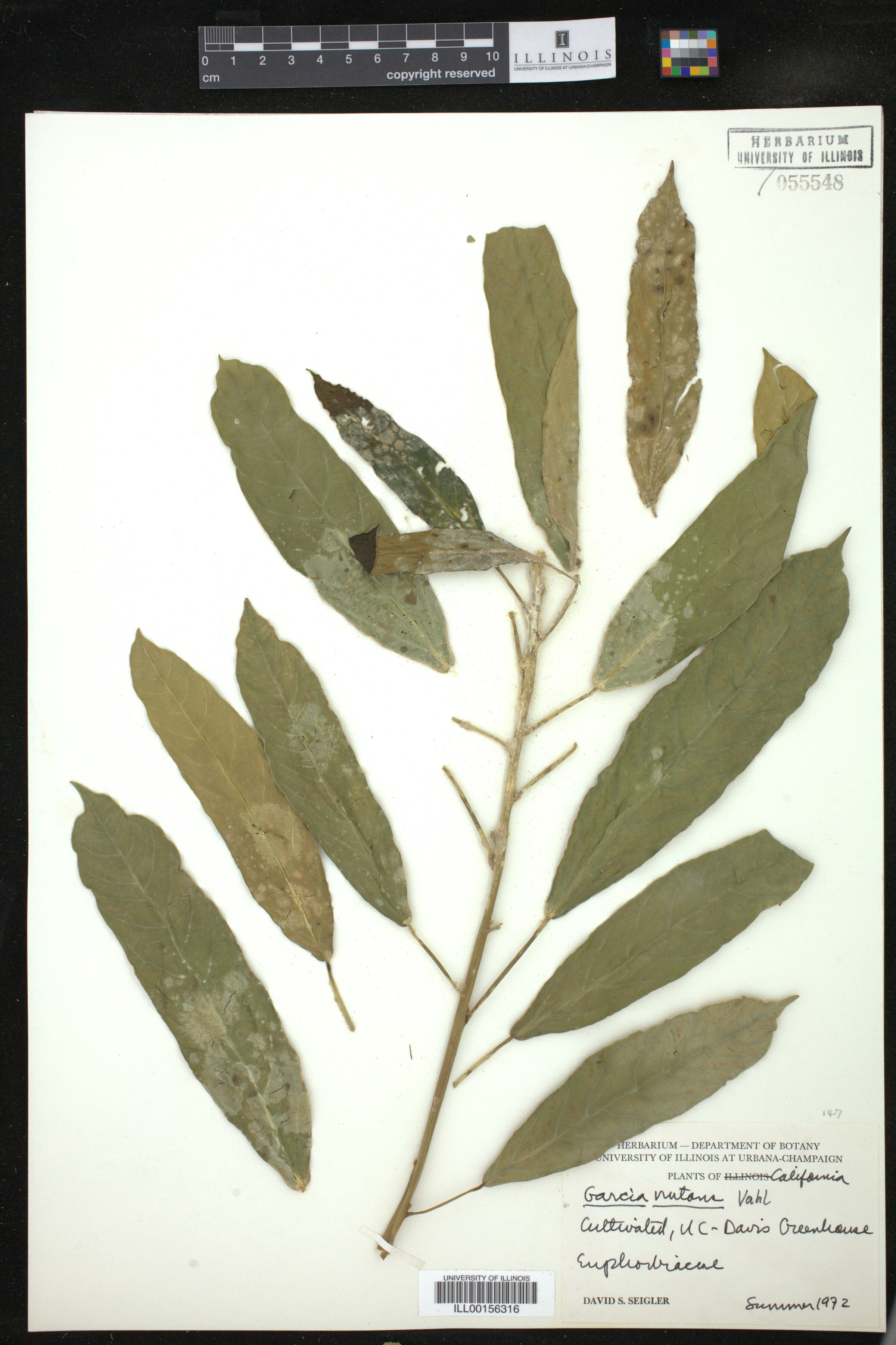 Garcia nutans image