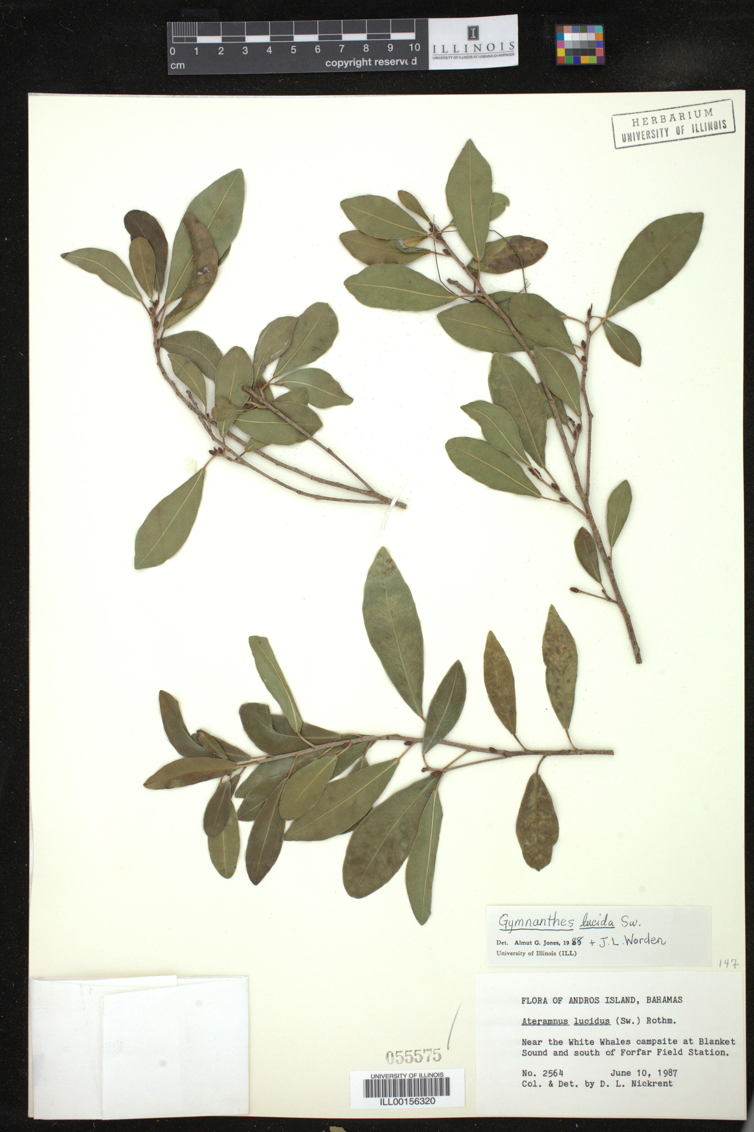 Gymnanthes image