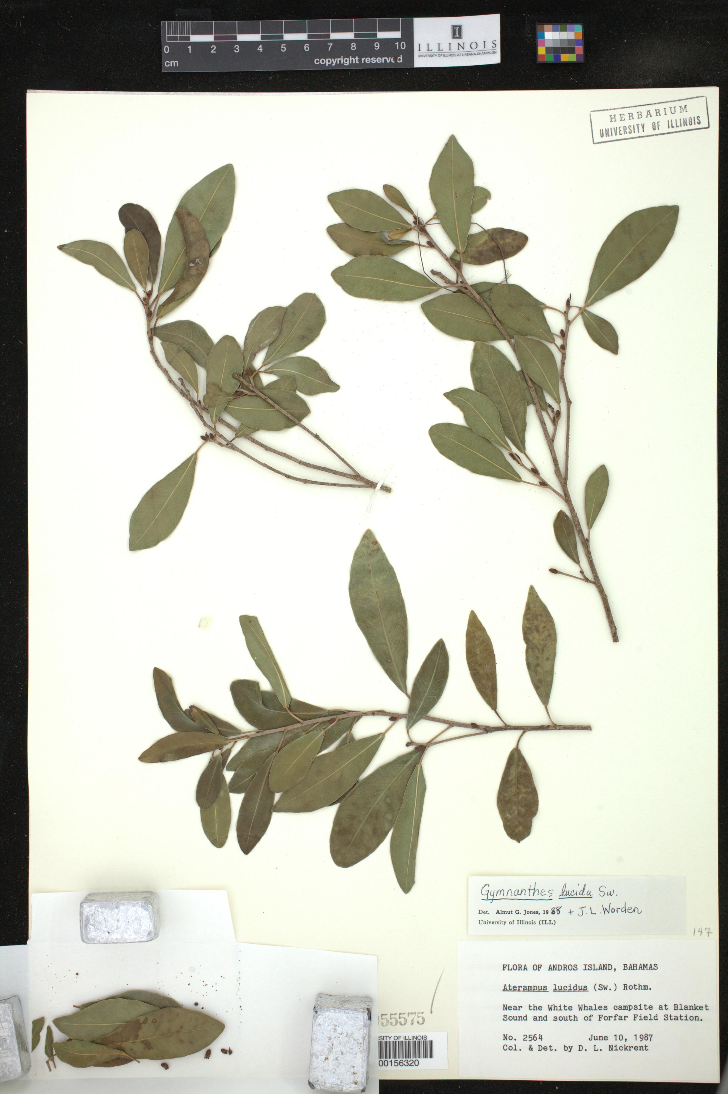 Gymnanthes lucida image