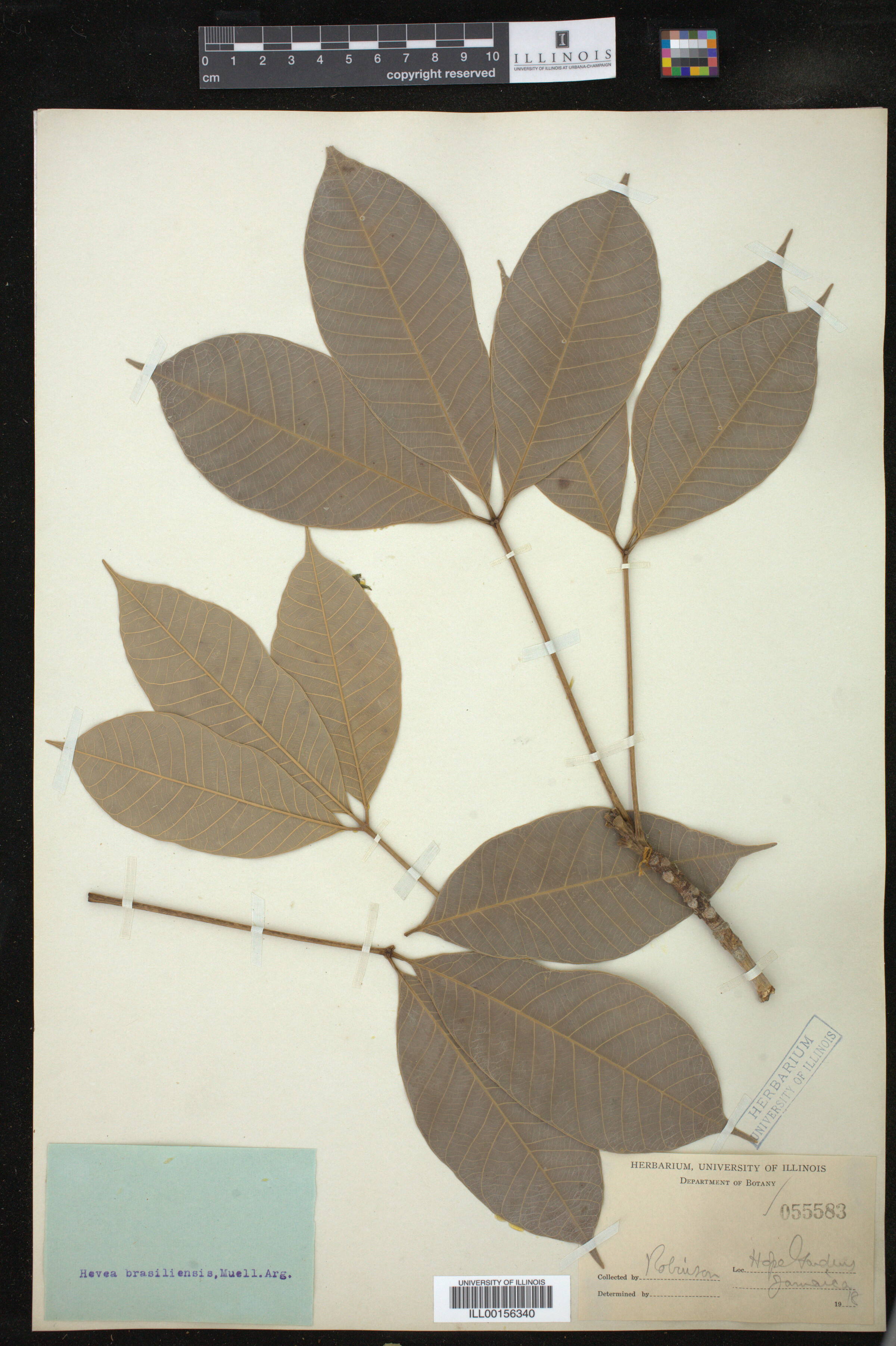 Hevea brasiliensis image