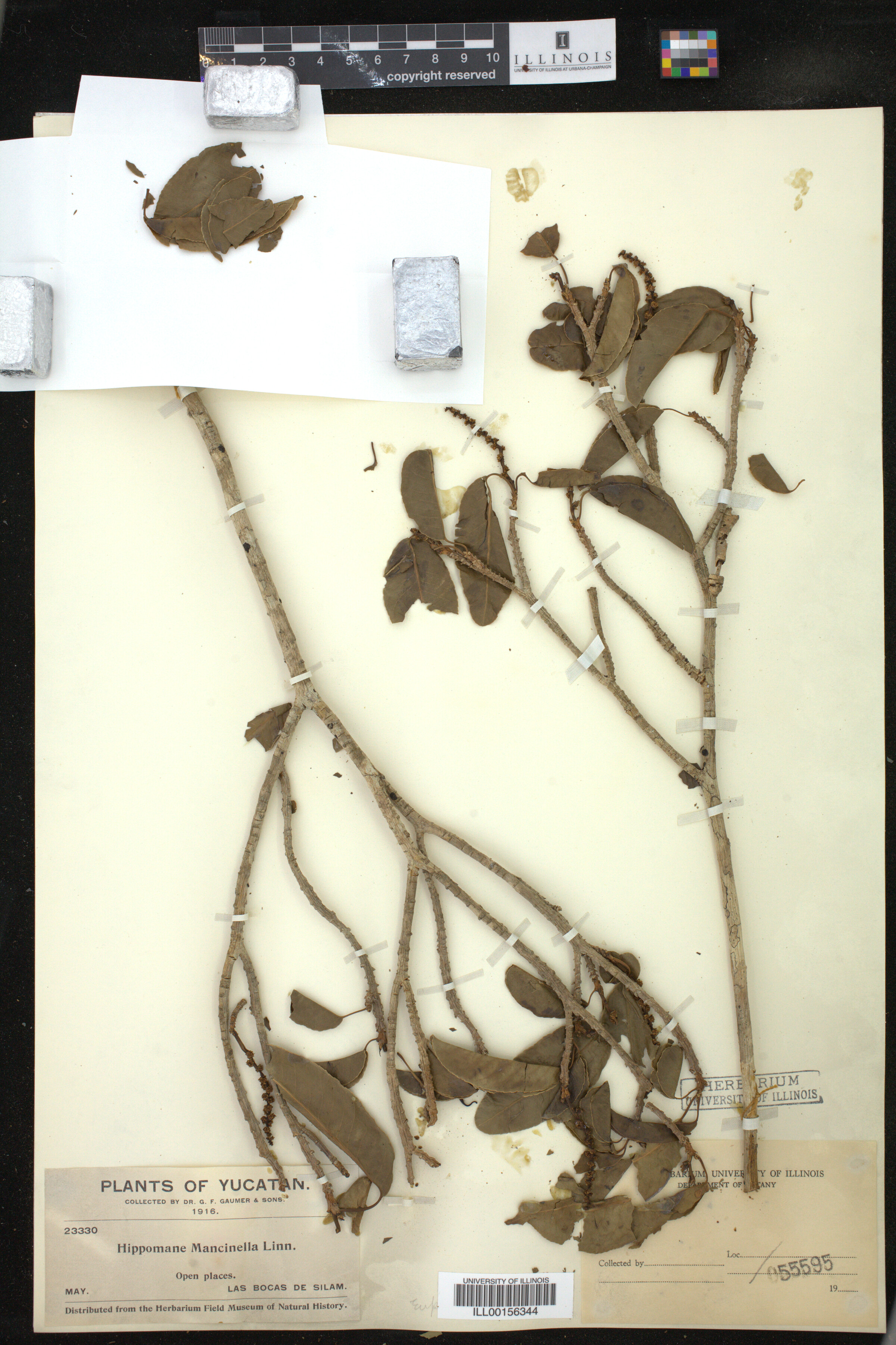 Hippomane mancinella image