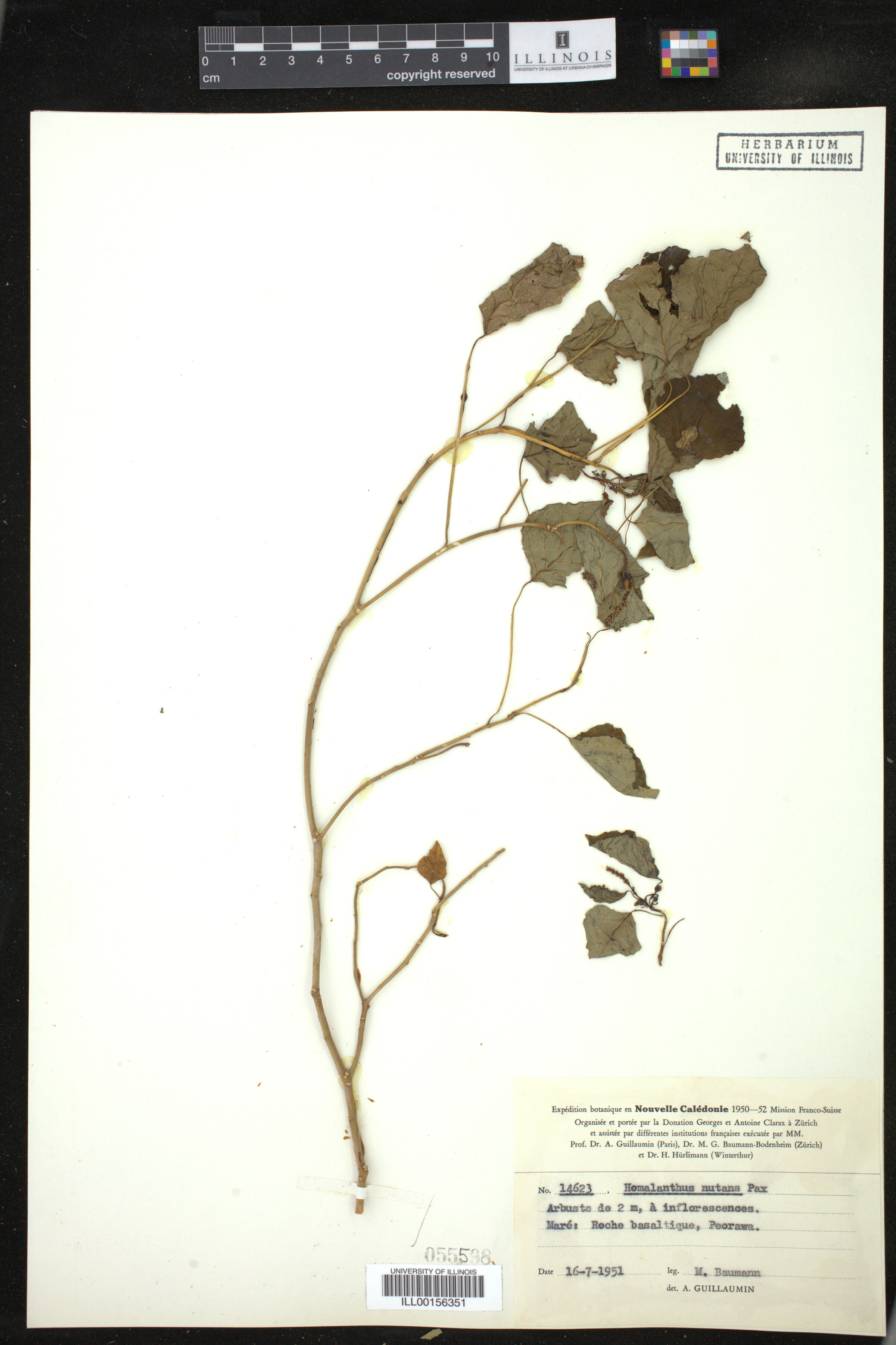 Homalanthus image