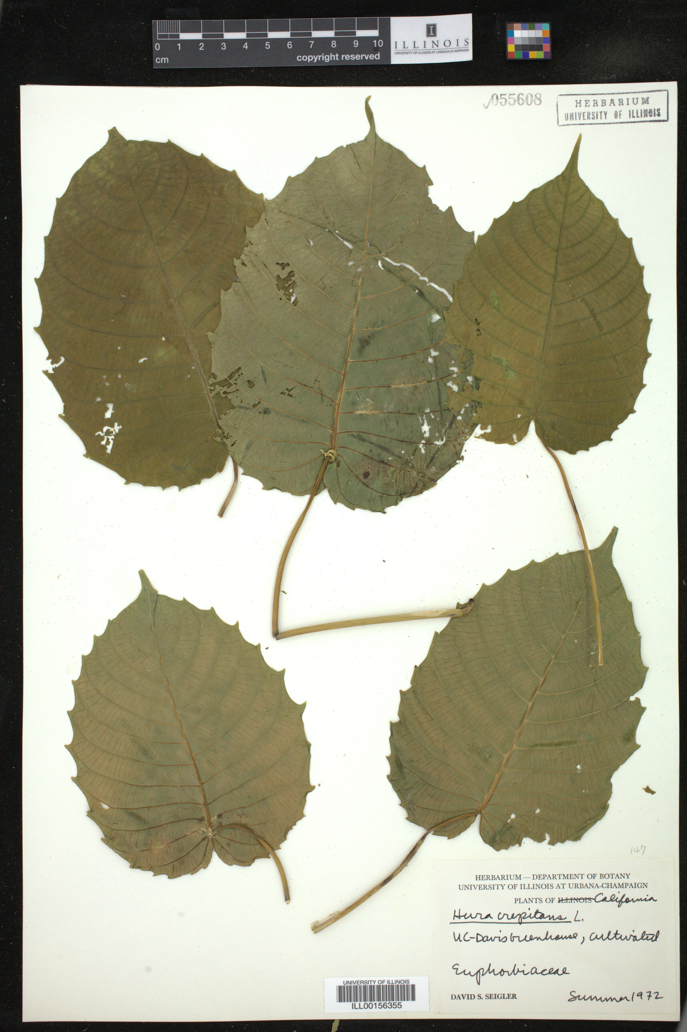 Hura crepitans image