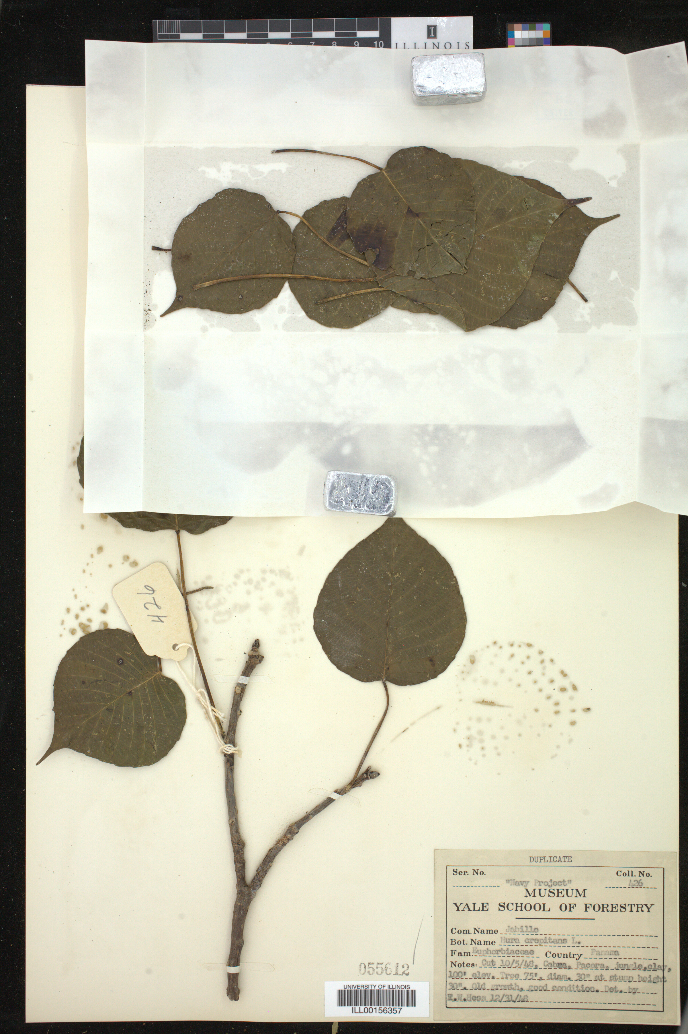 Hura crepitans image