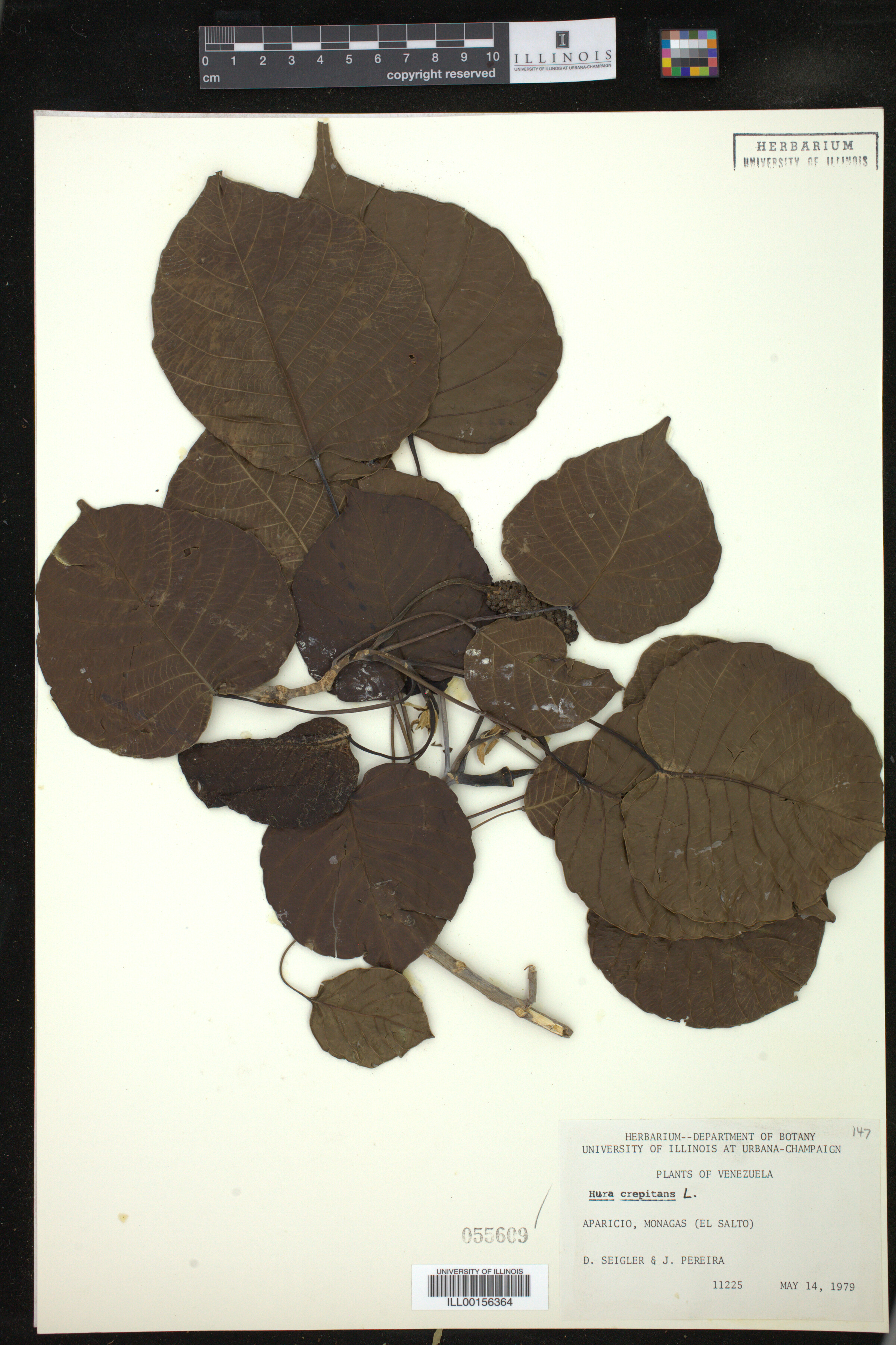 Hura crepitans image
