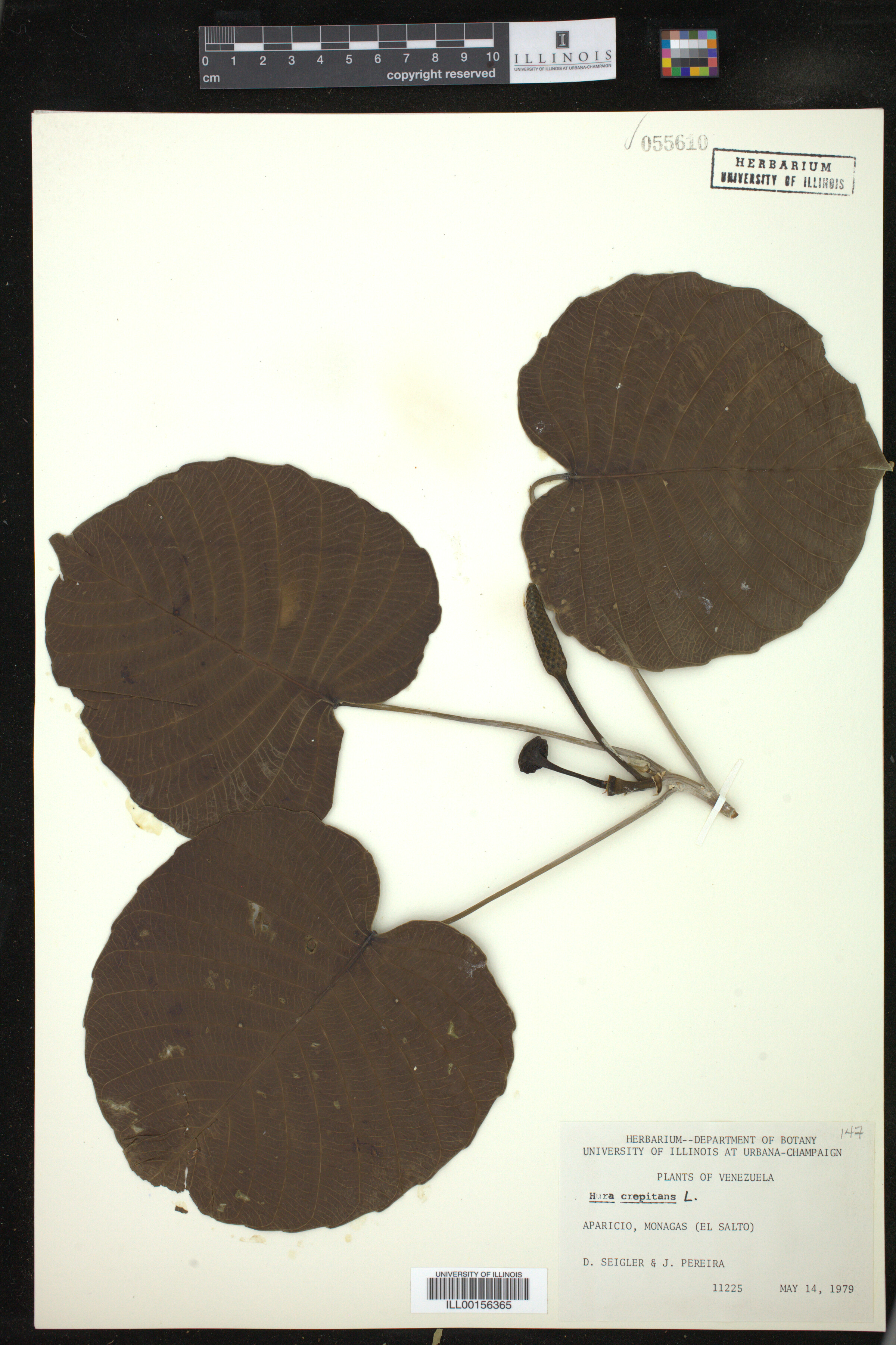 Hura crepitans image