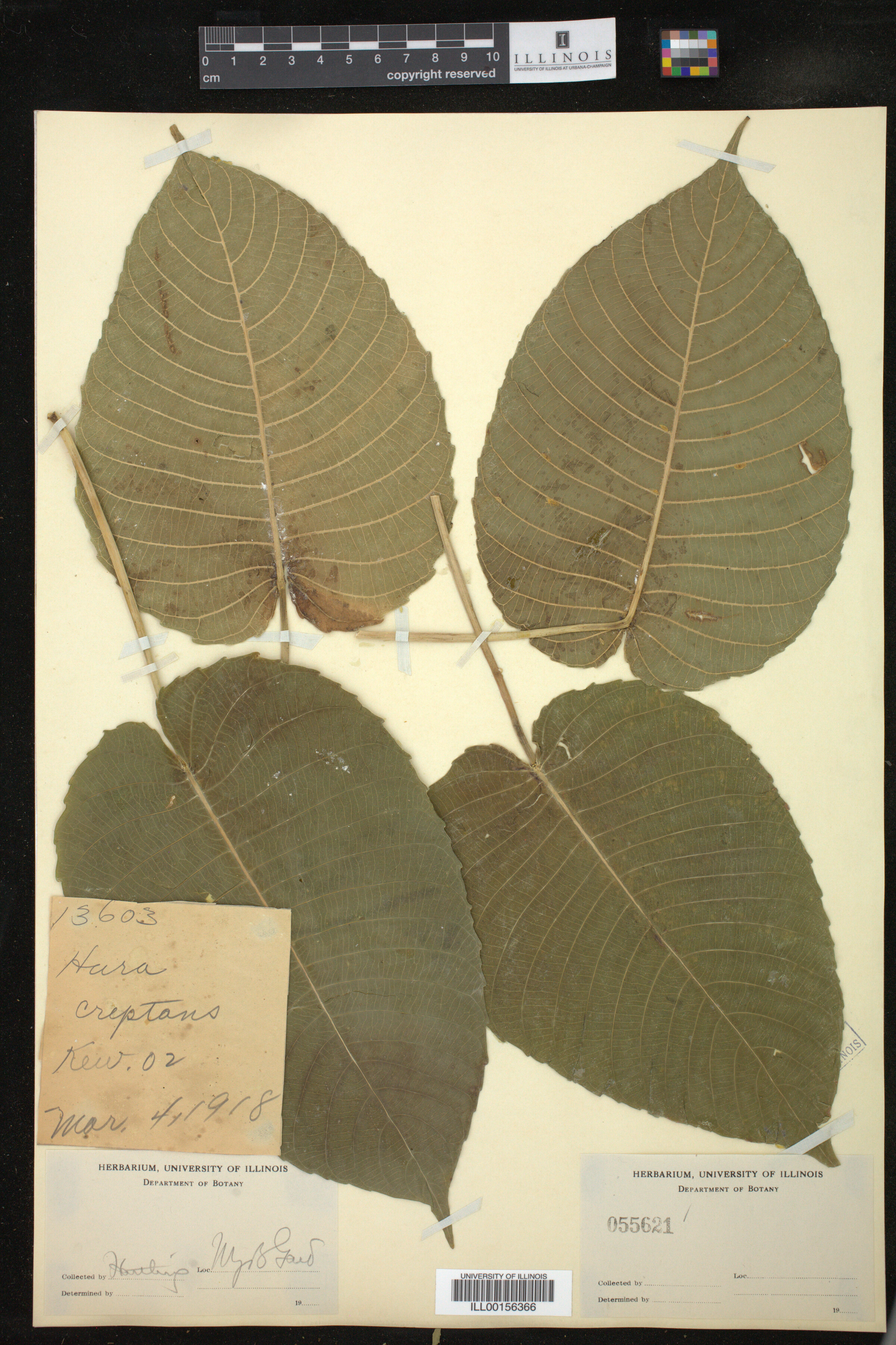 Hura crepitans image