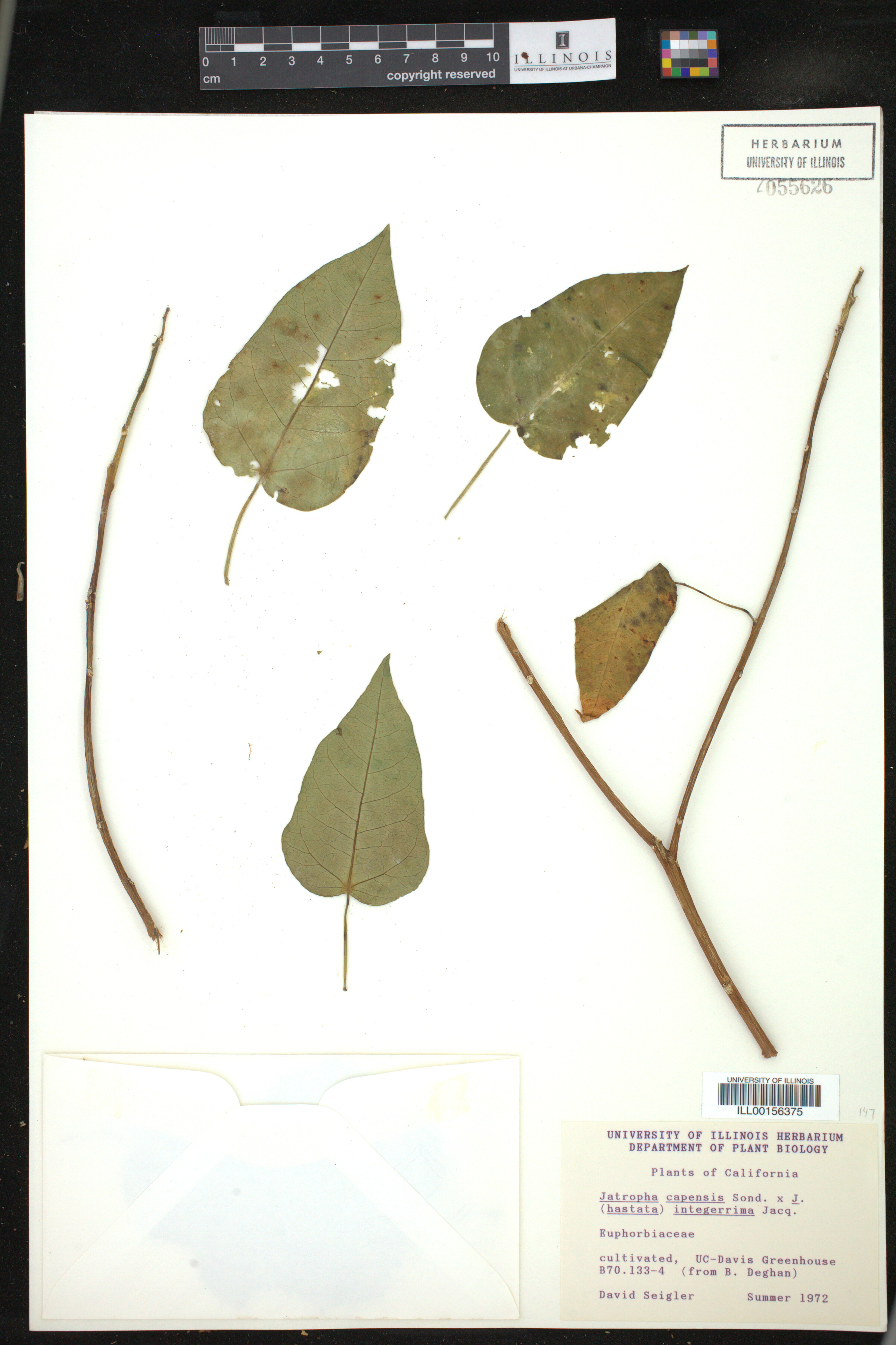 Jatropha capensis image