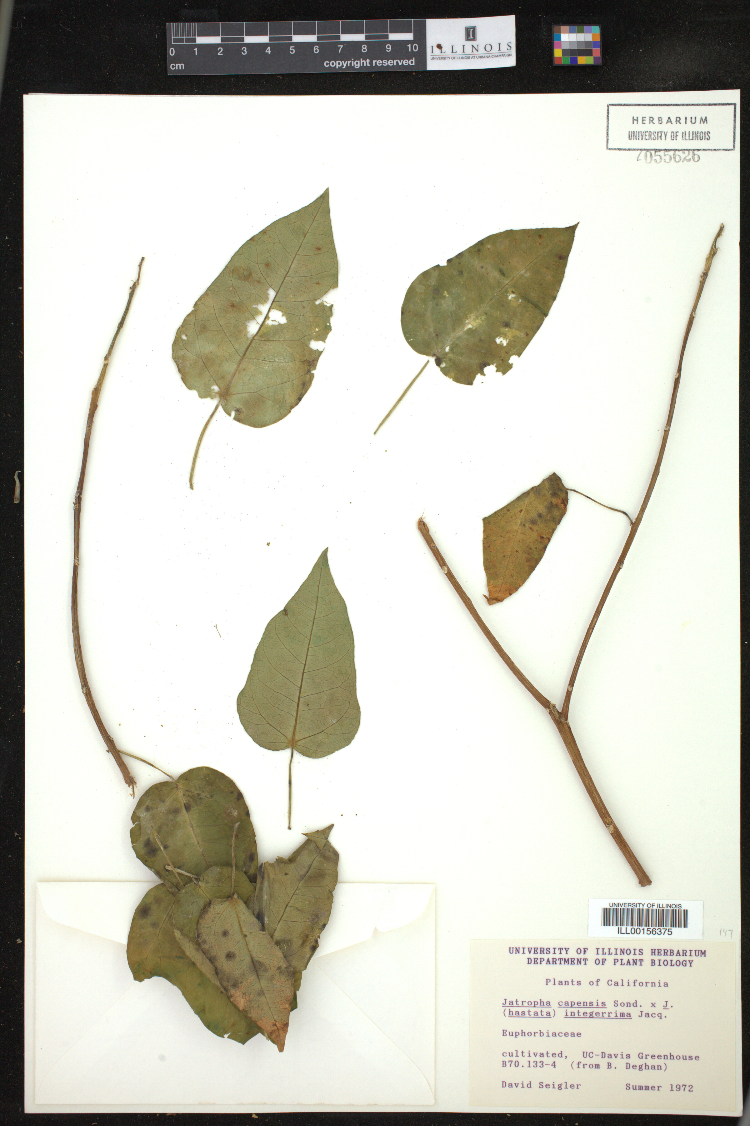 Jatropha capensis image