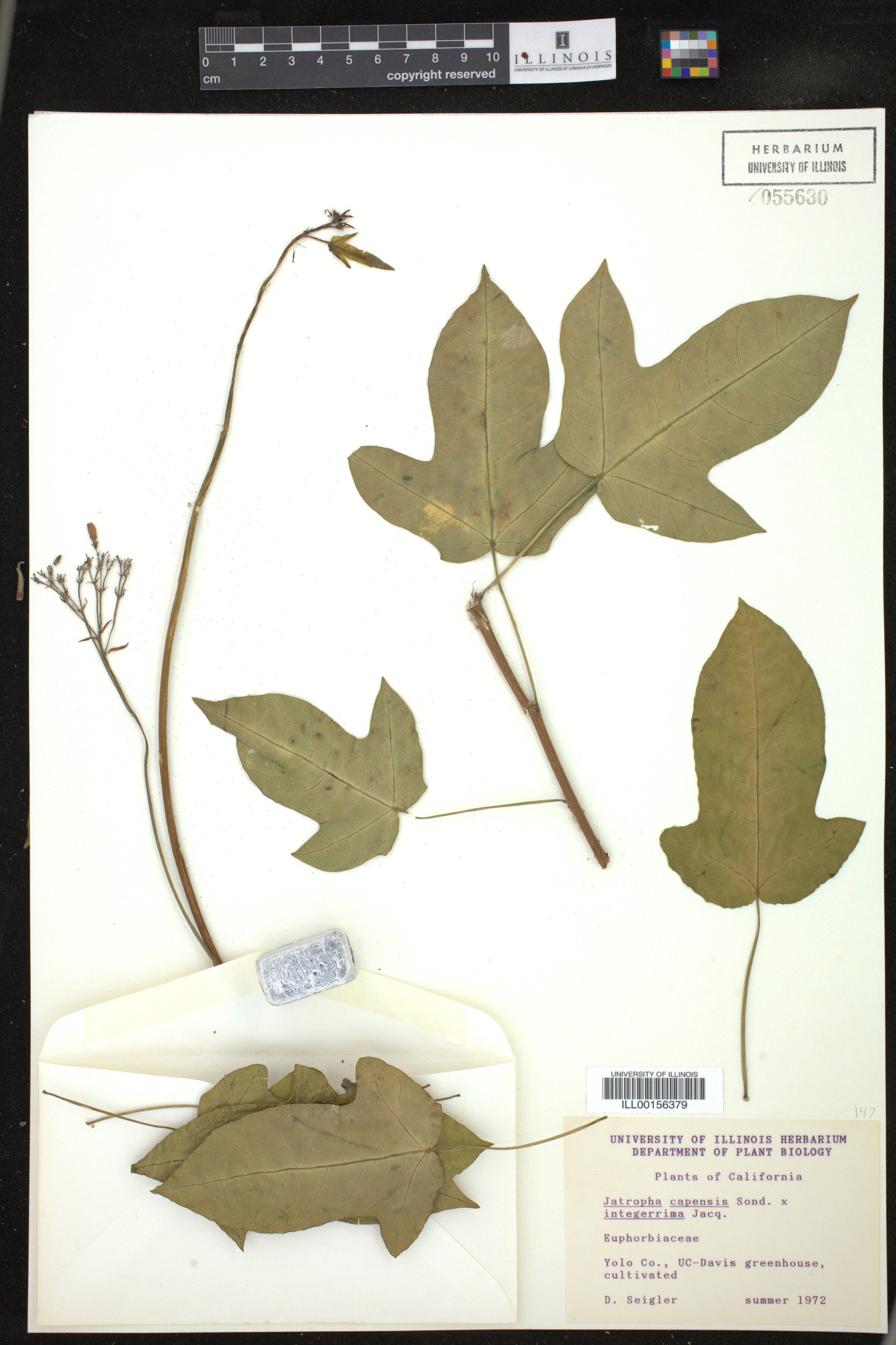 Jatropha capensis image