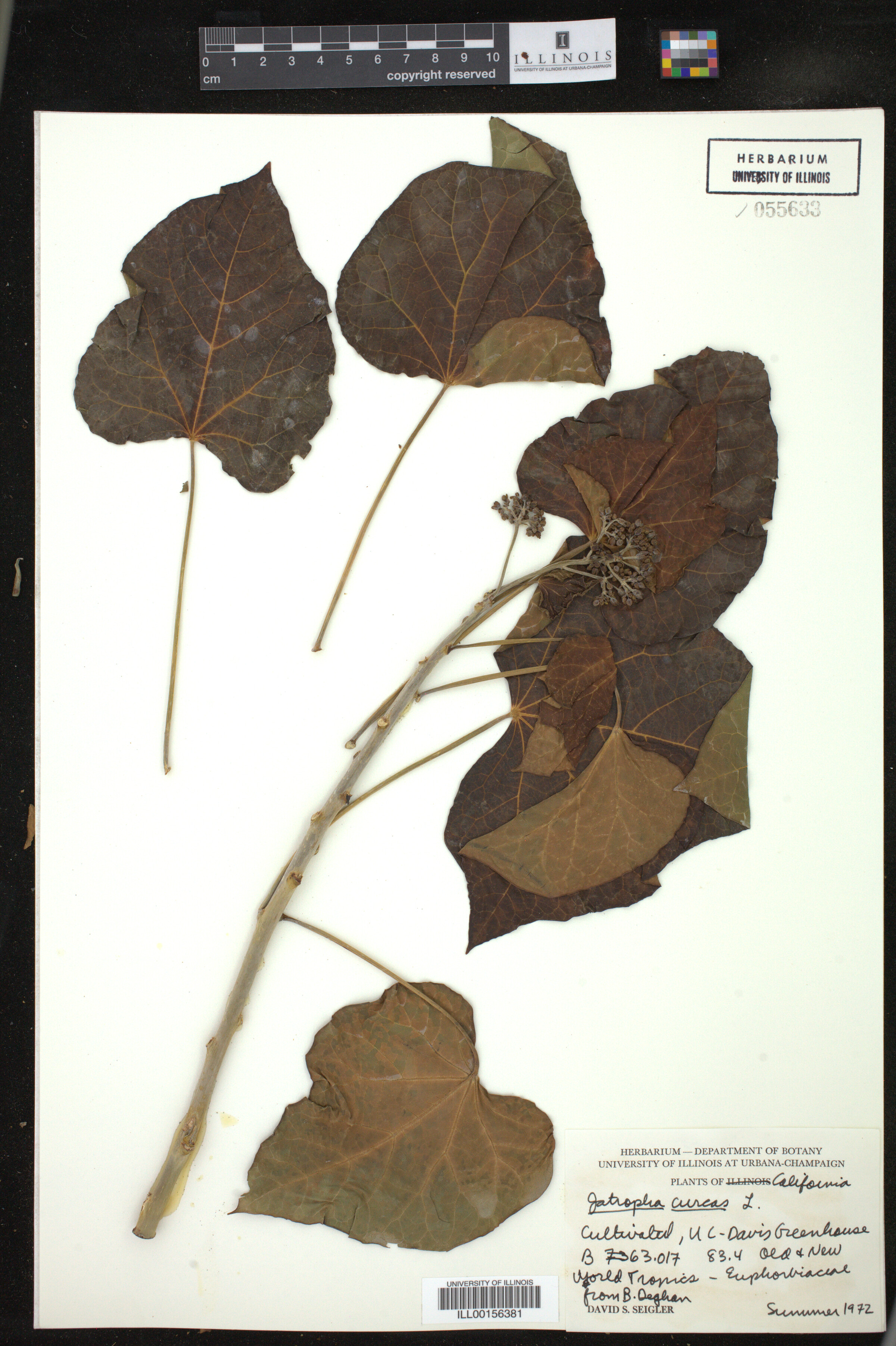 Jatropha curcas image