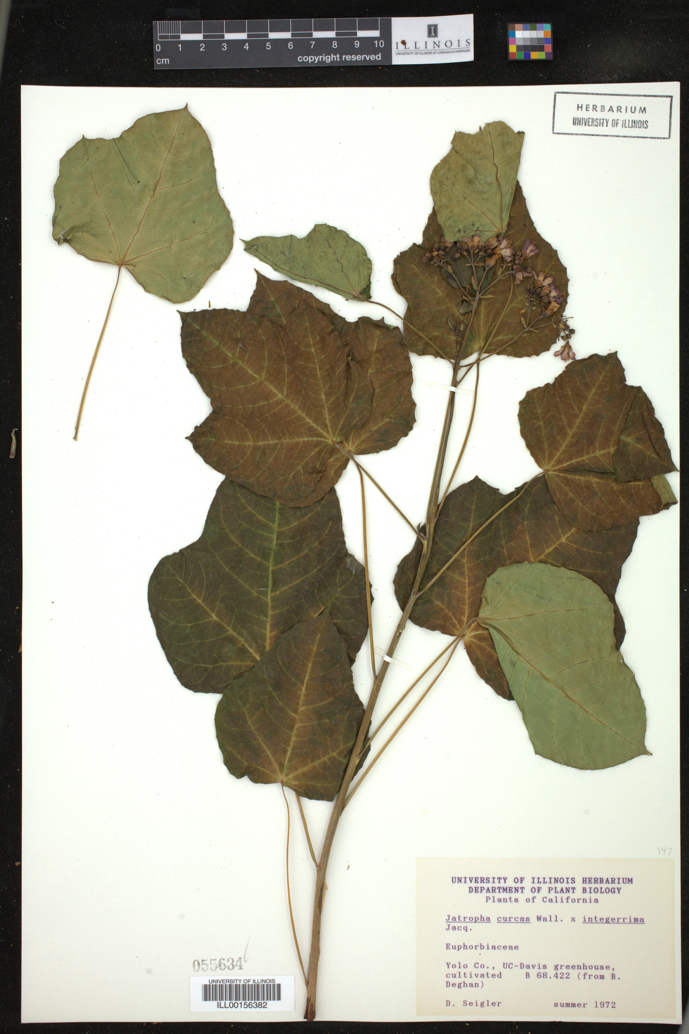 Jatropha curcas image