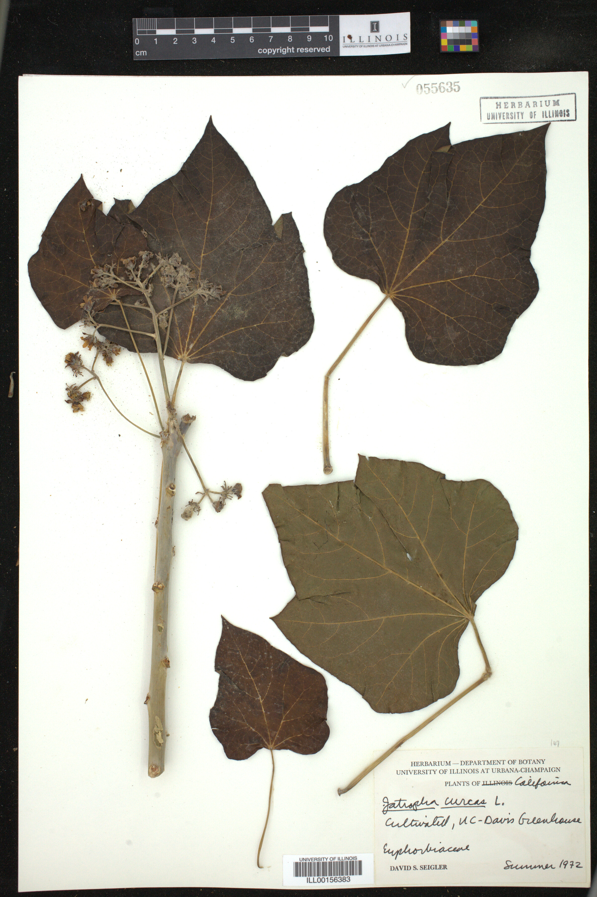 Jatropha image