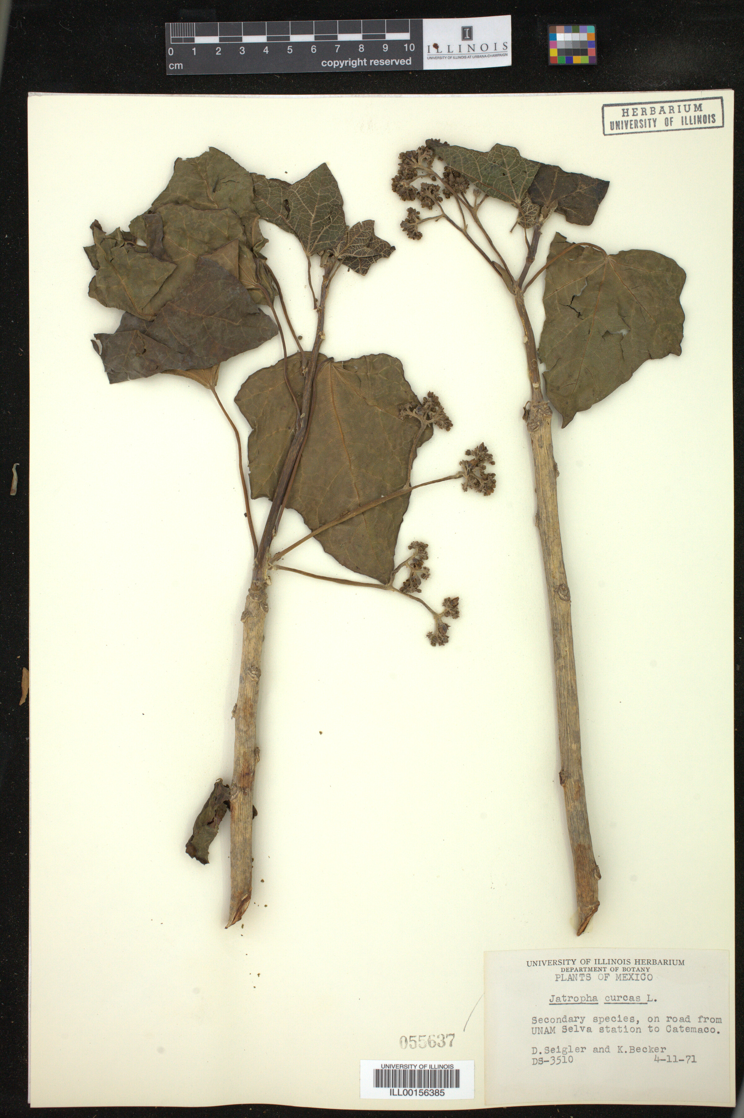 Jatropha curcas image