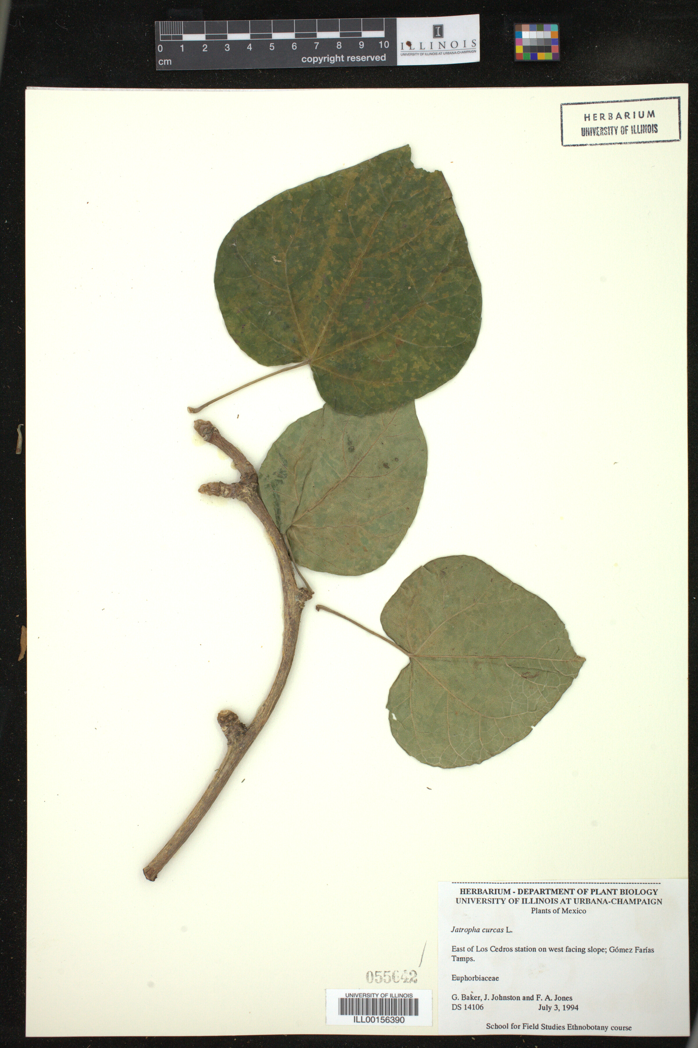 Jatropha curcas image