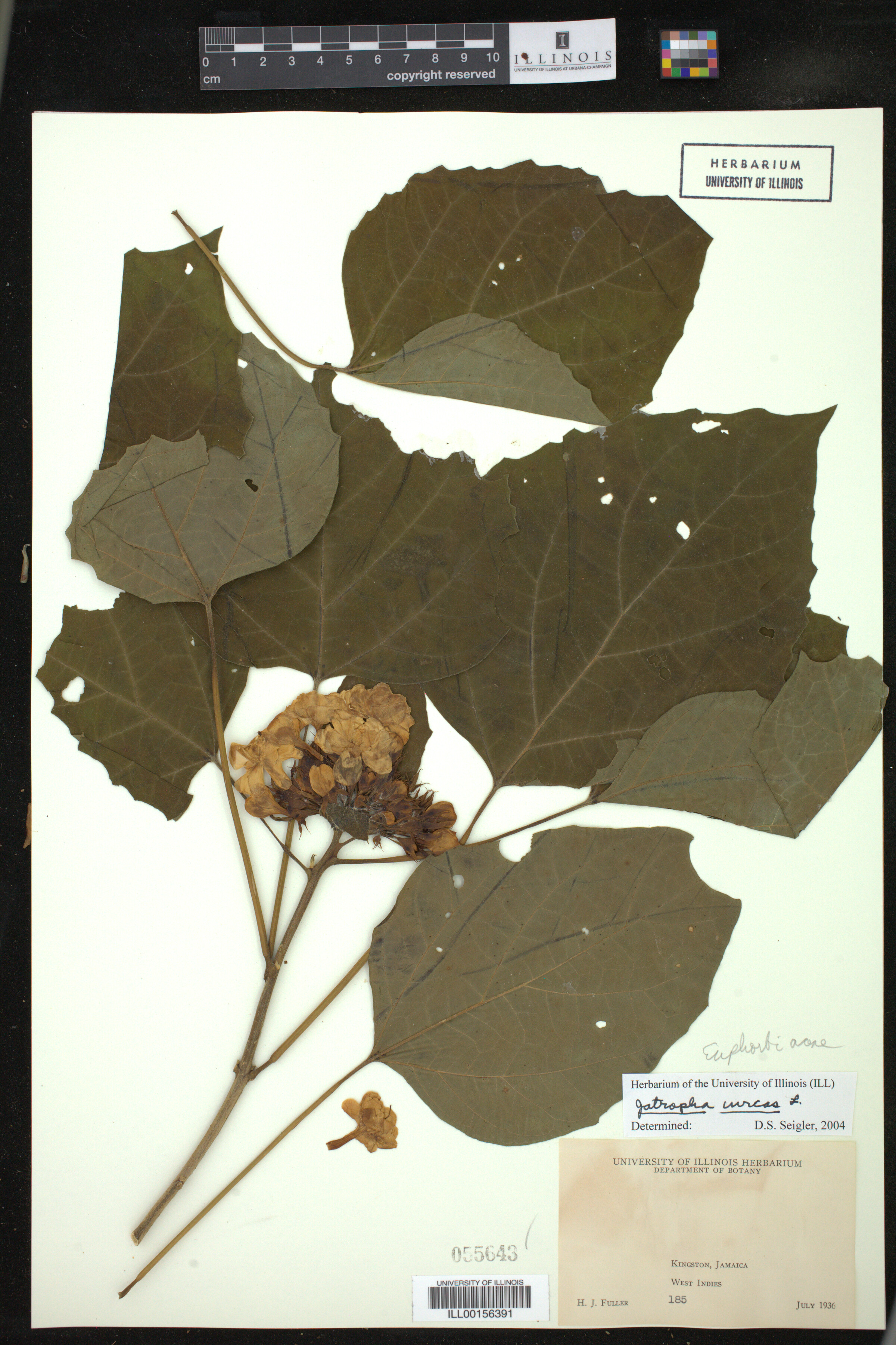 Jatropha curcas image