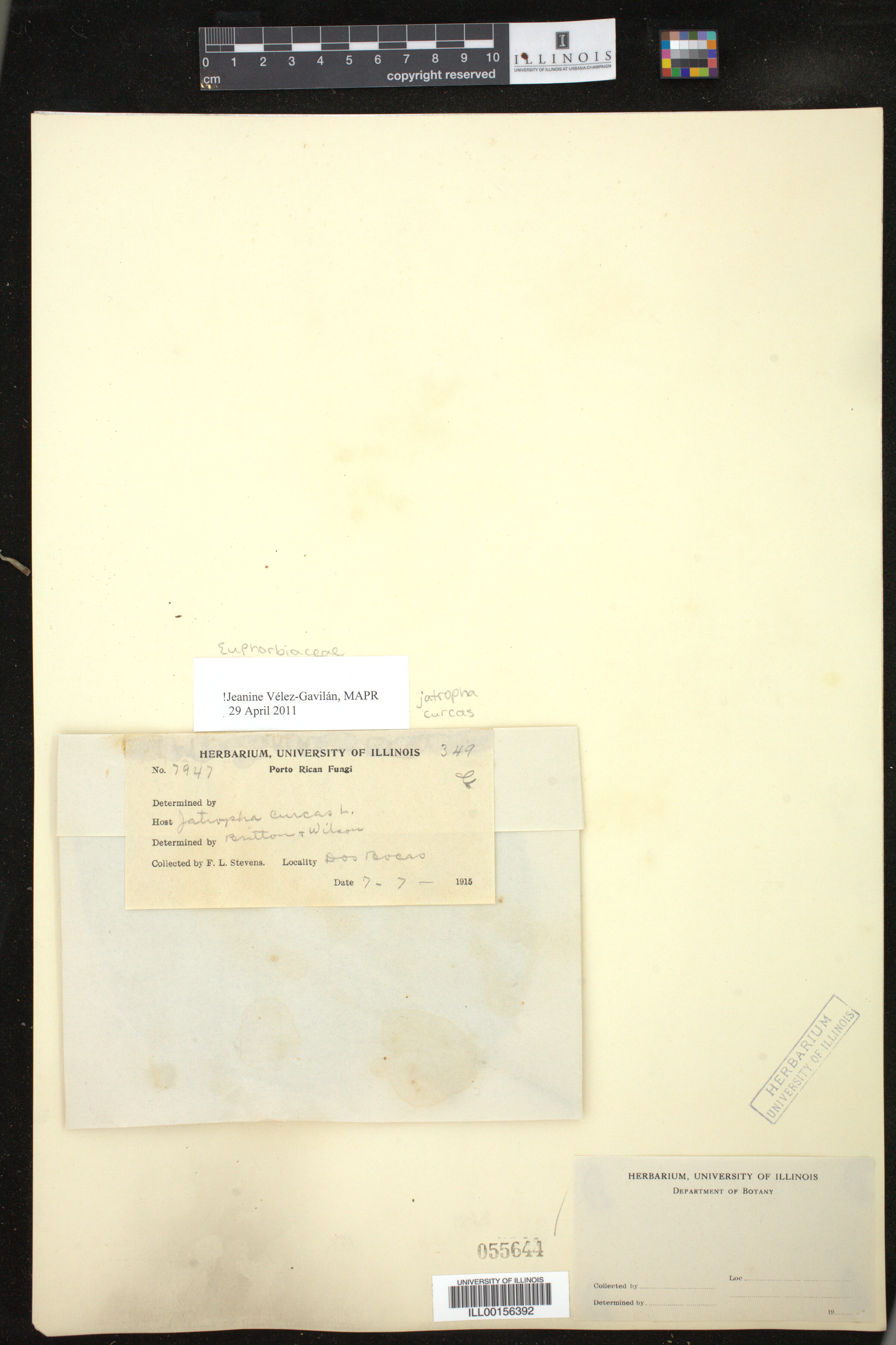 Jatropha curcas image