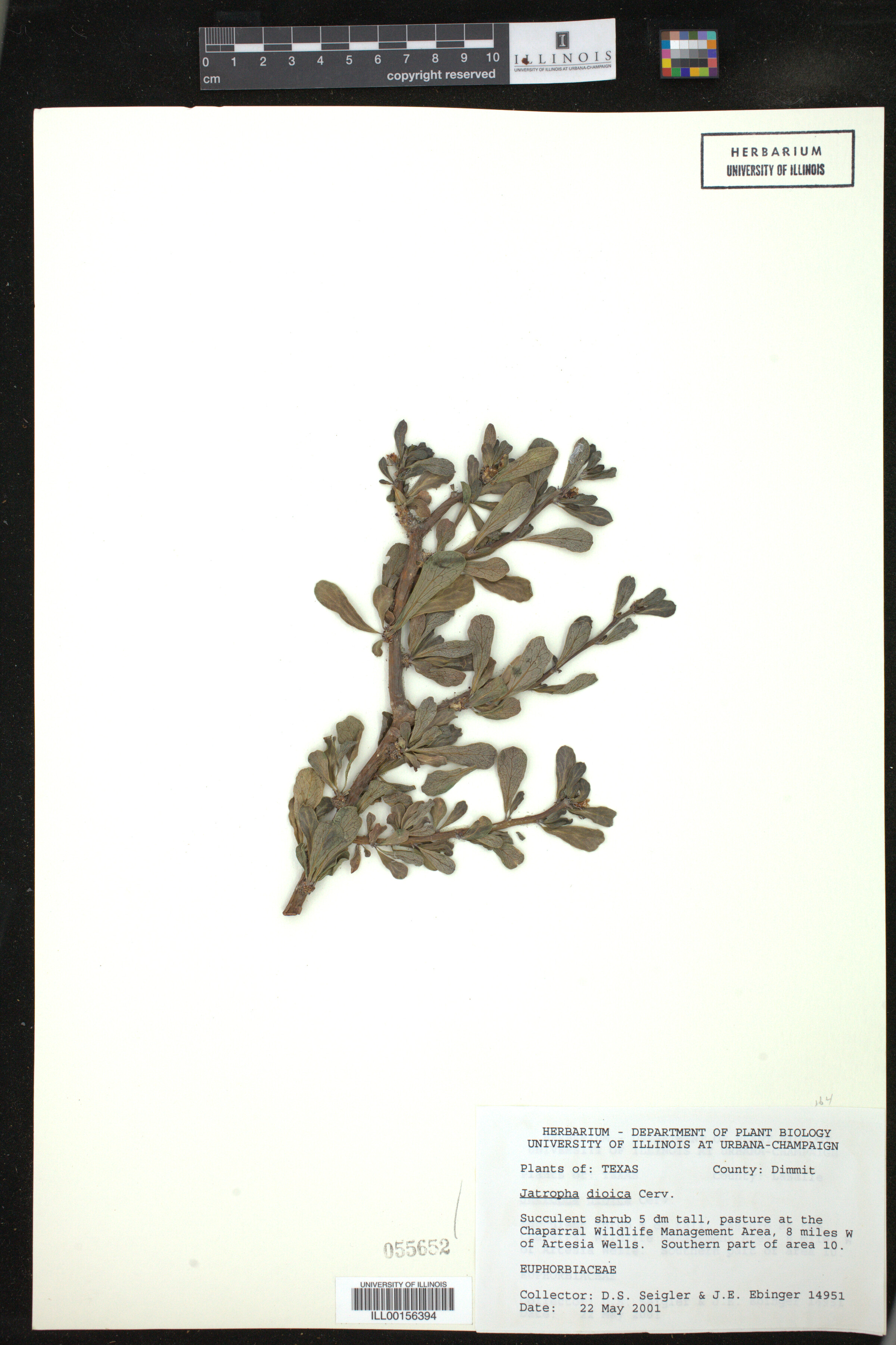 Jatropha dioica image