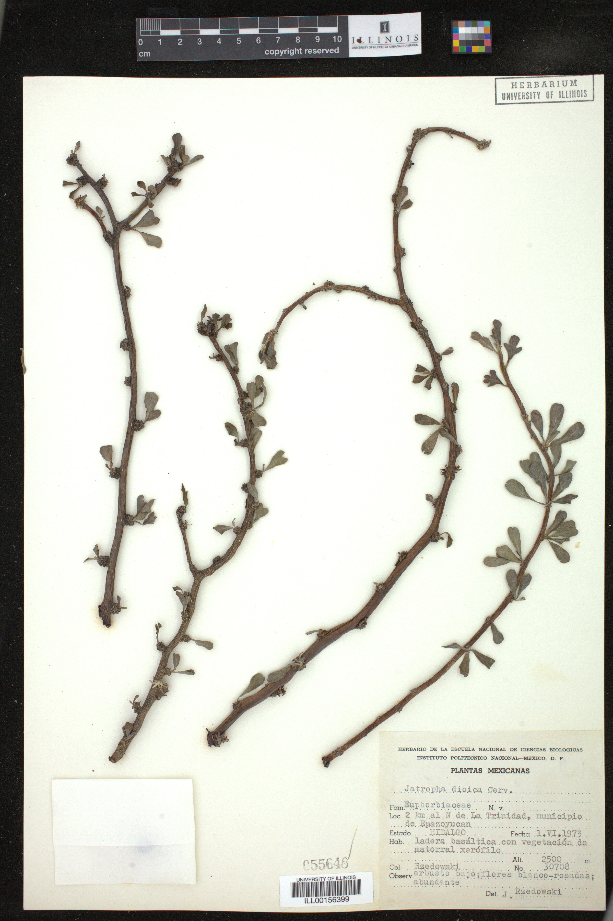 Jatropha dioica image