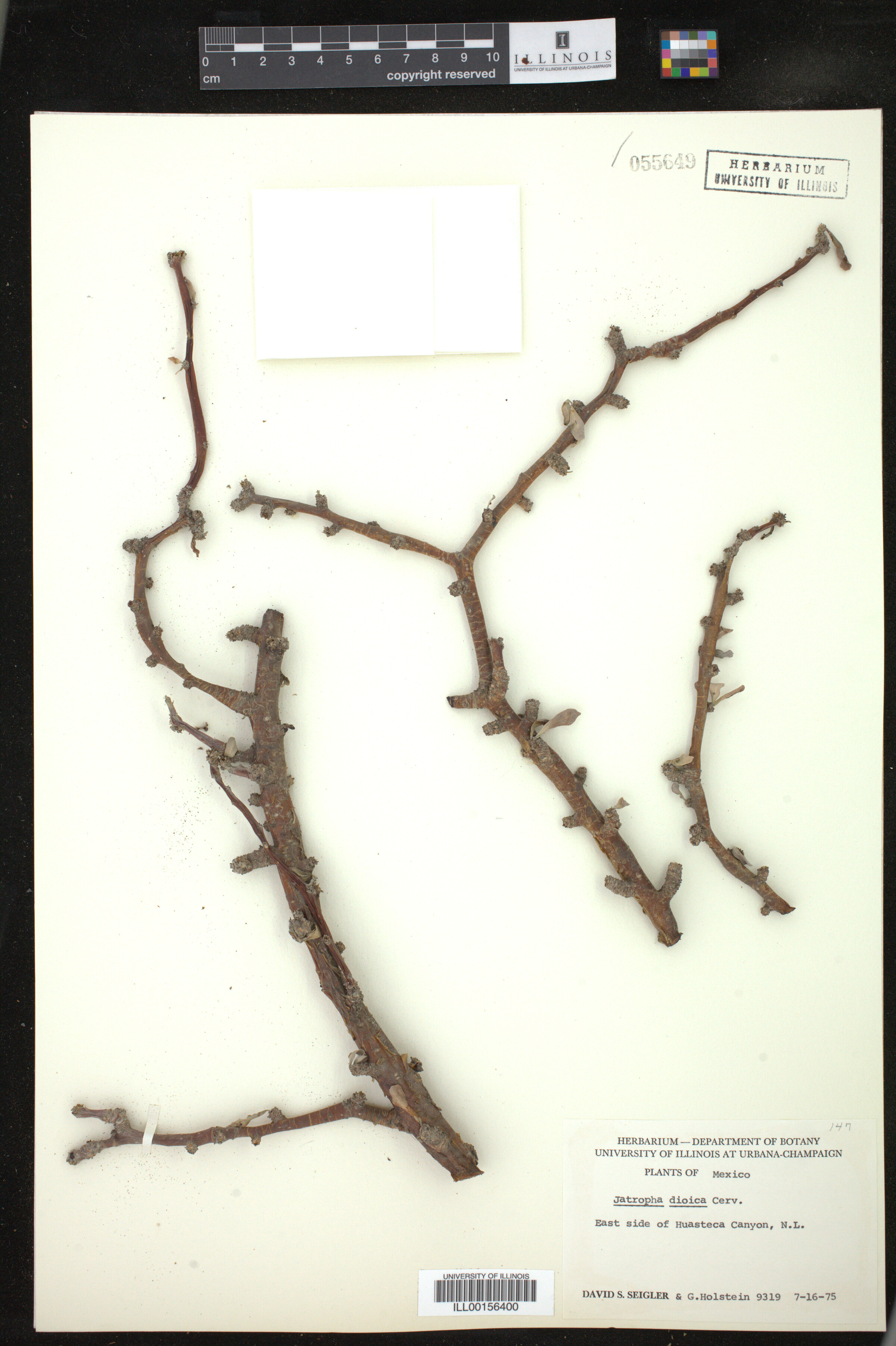 Jatropha dioica image
