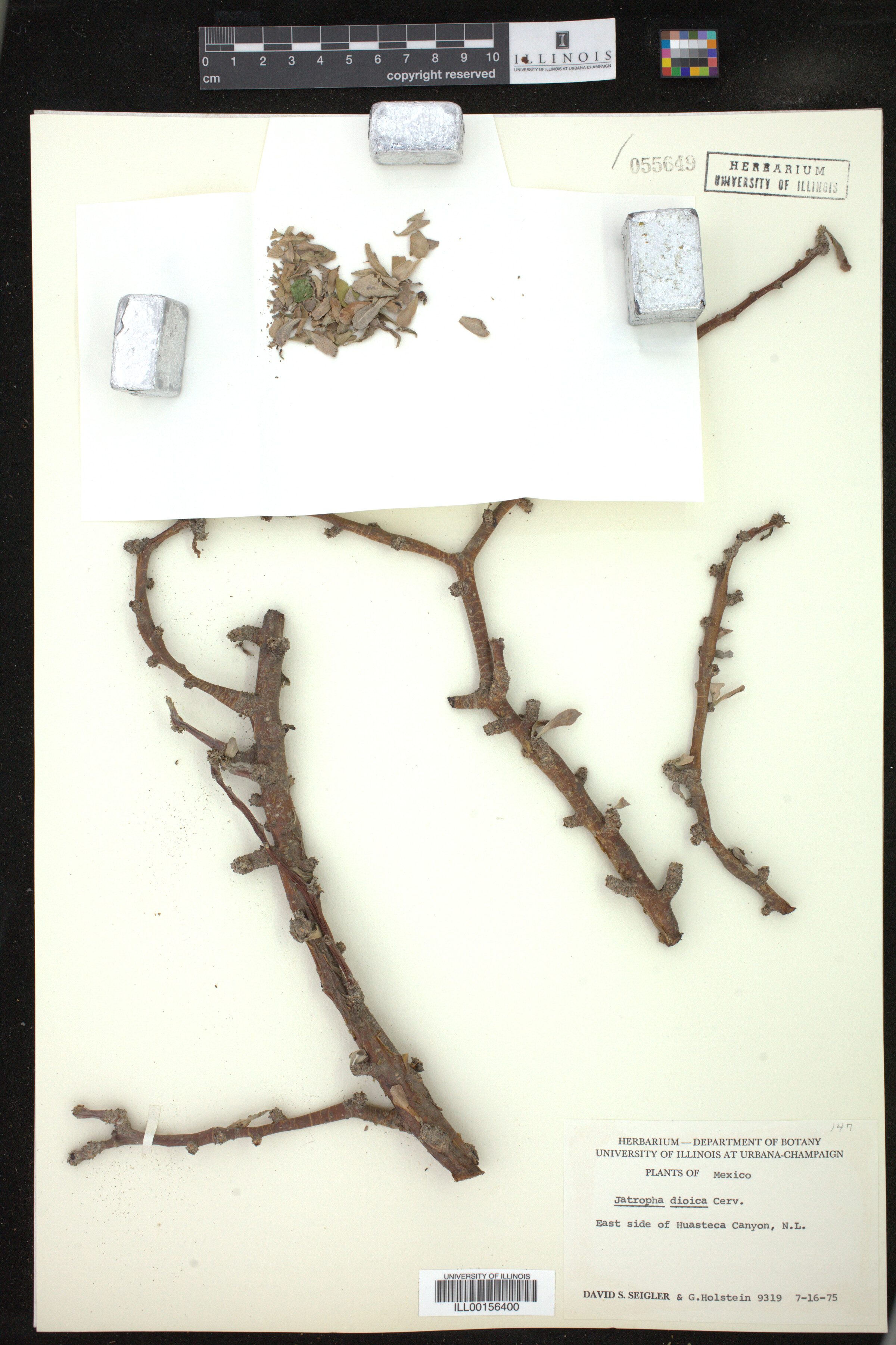 Jatropha dioica image