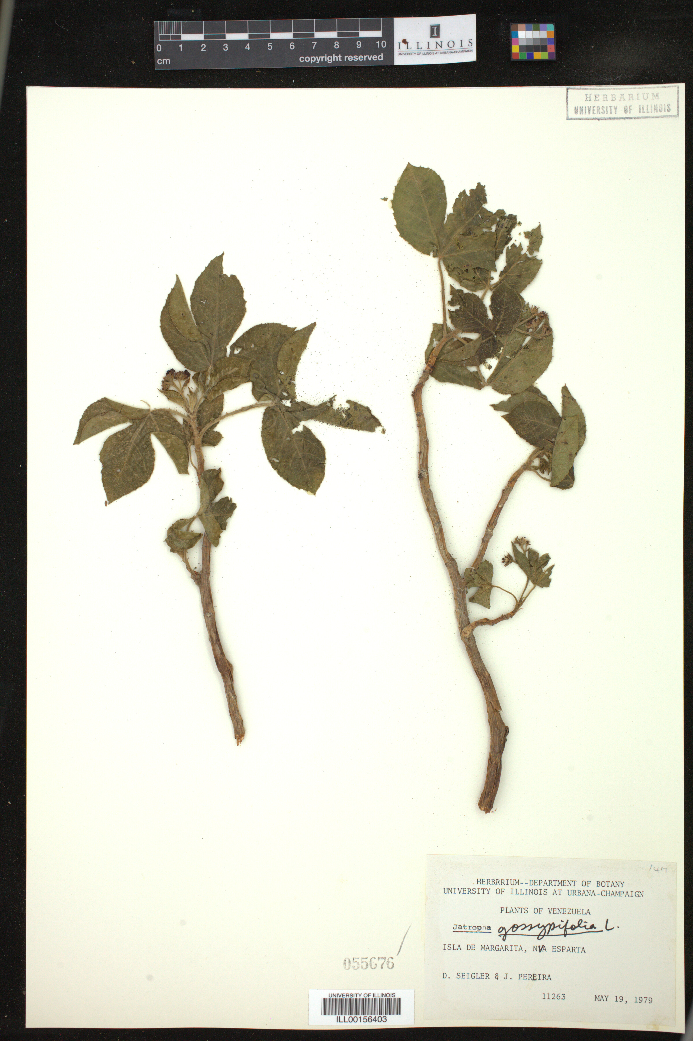 Jatropha gossypiifolia image