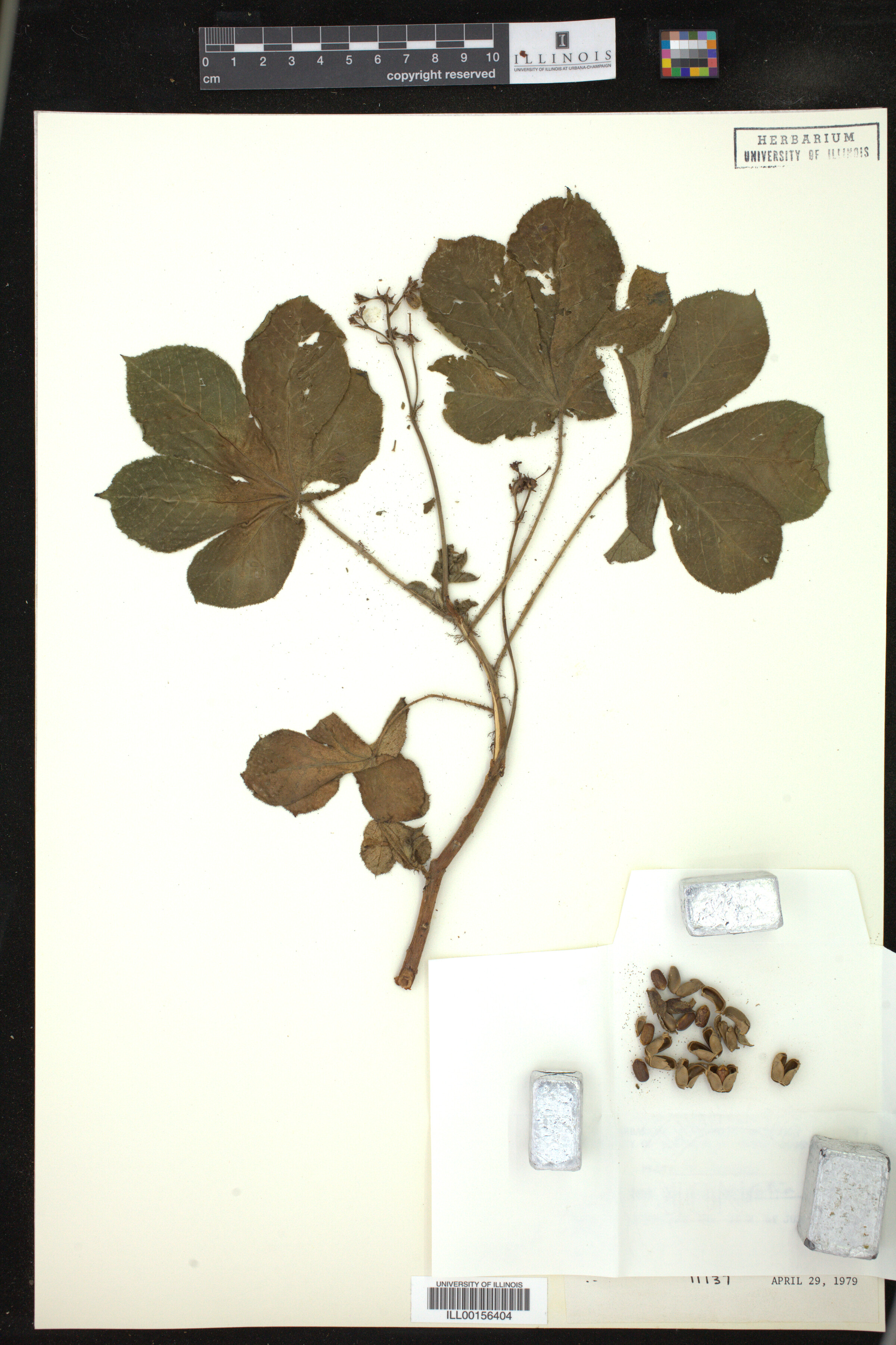 Jatropha gossypiifolia image