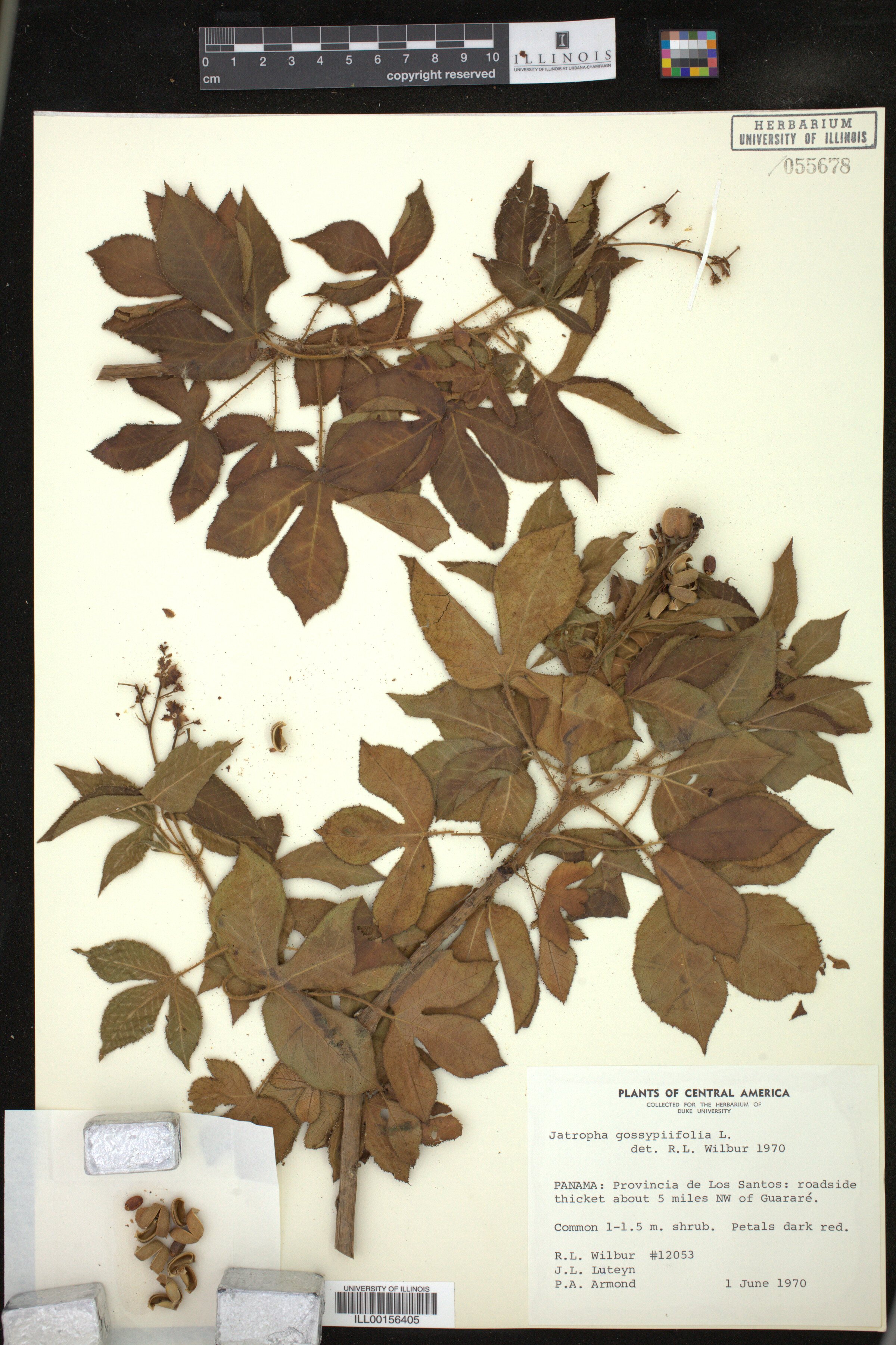 Jatropha gossypiifolia image