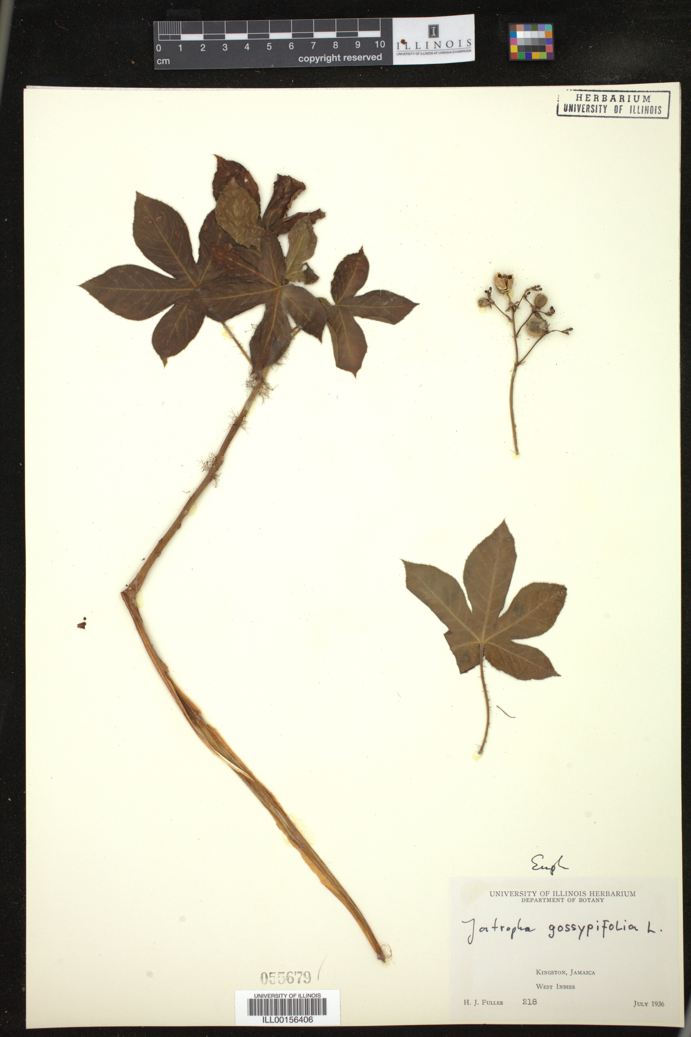 Jatropha gossypiifolia image