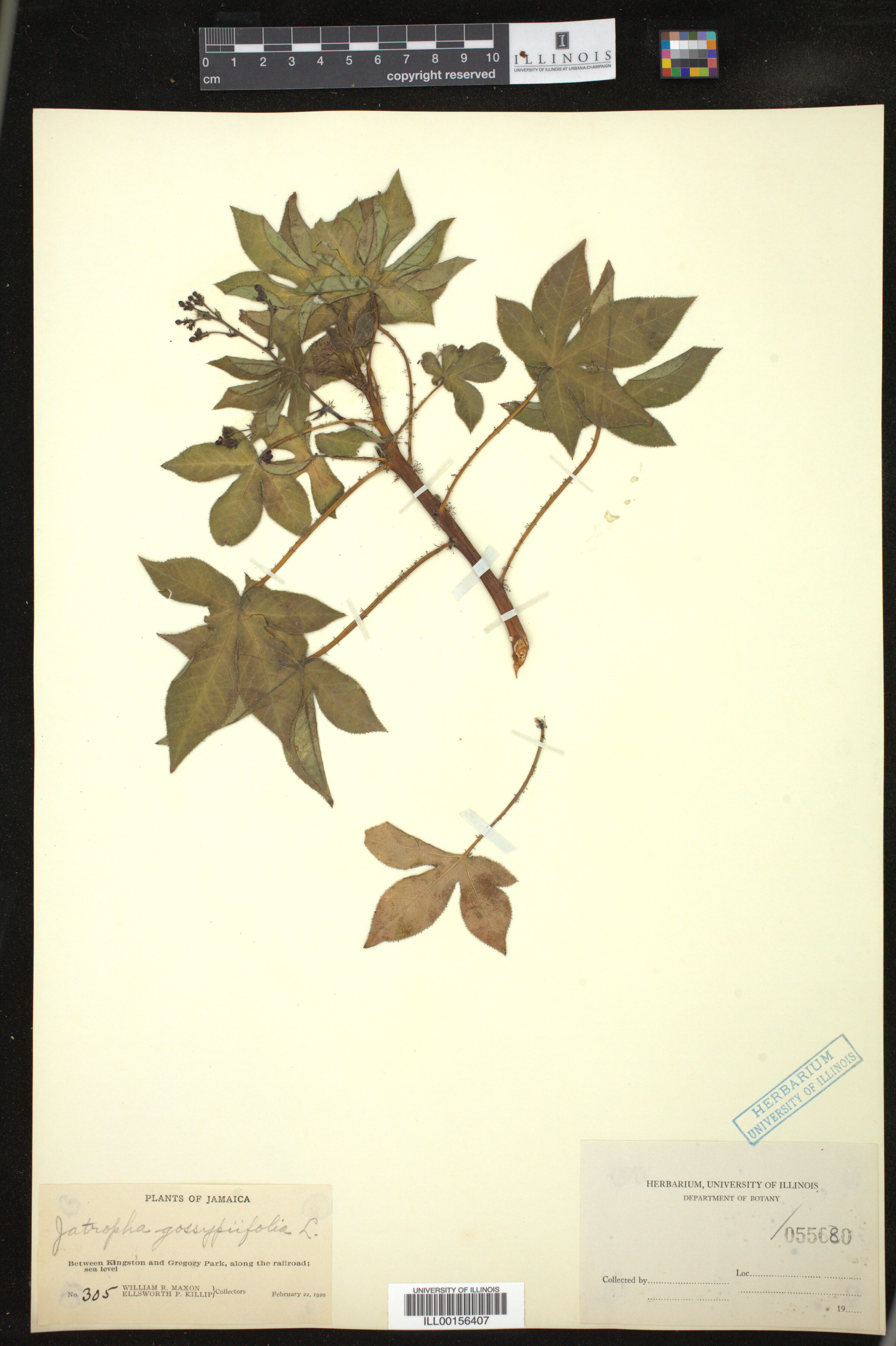 Jatropha gossypiifolia image