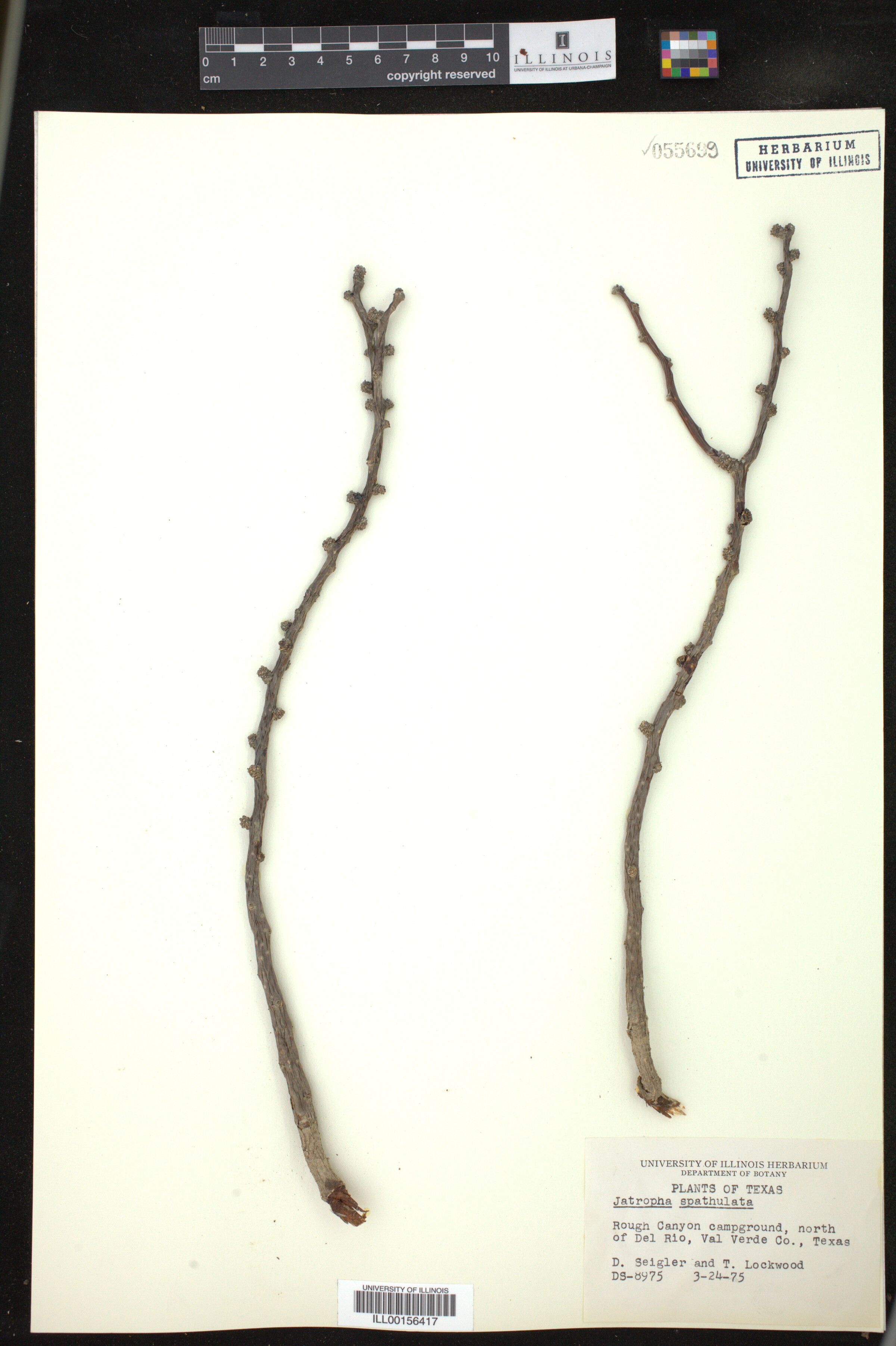 Jatropha spathulata image