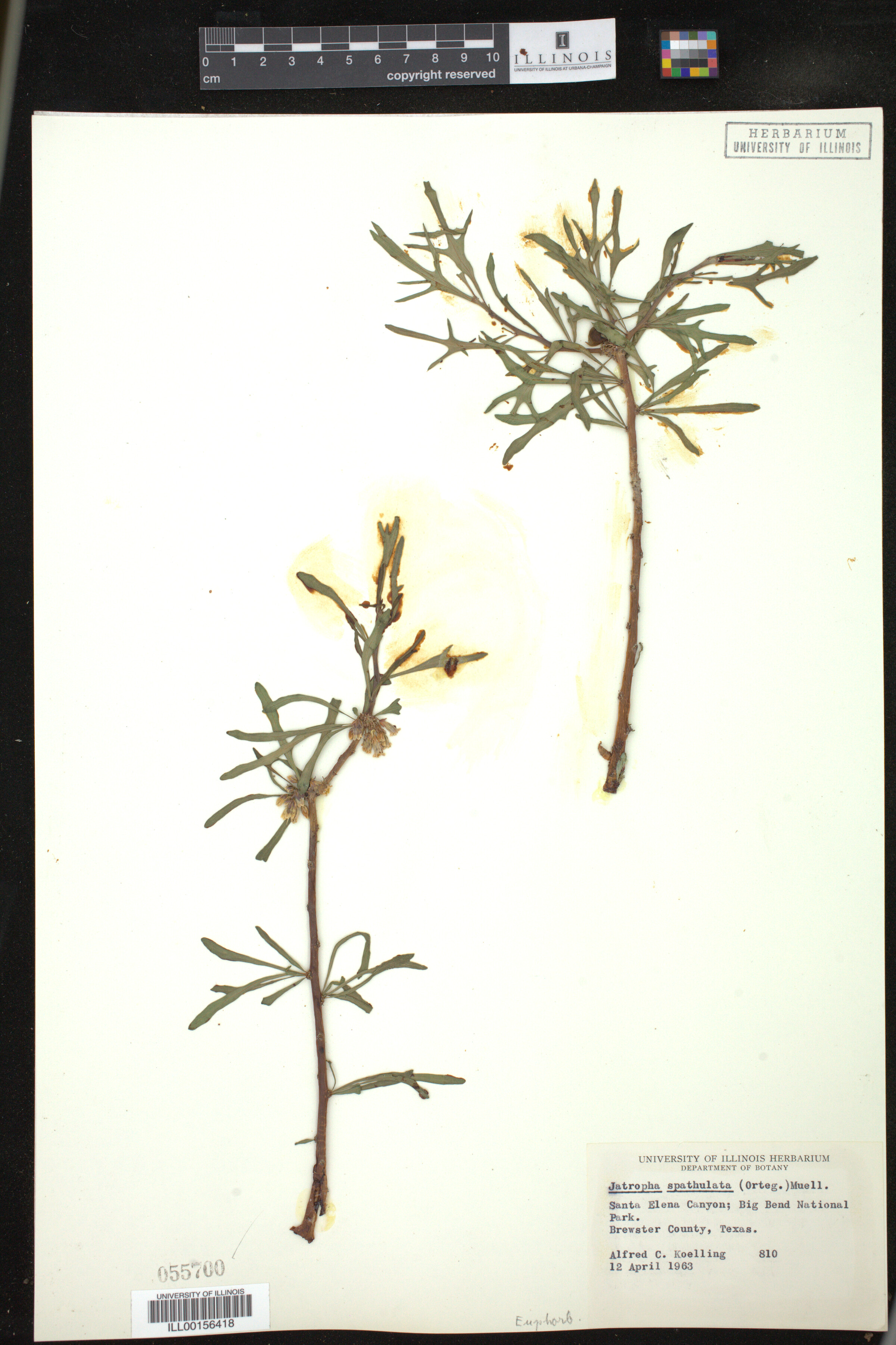 Jatropha spathulata image