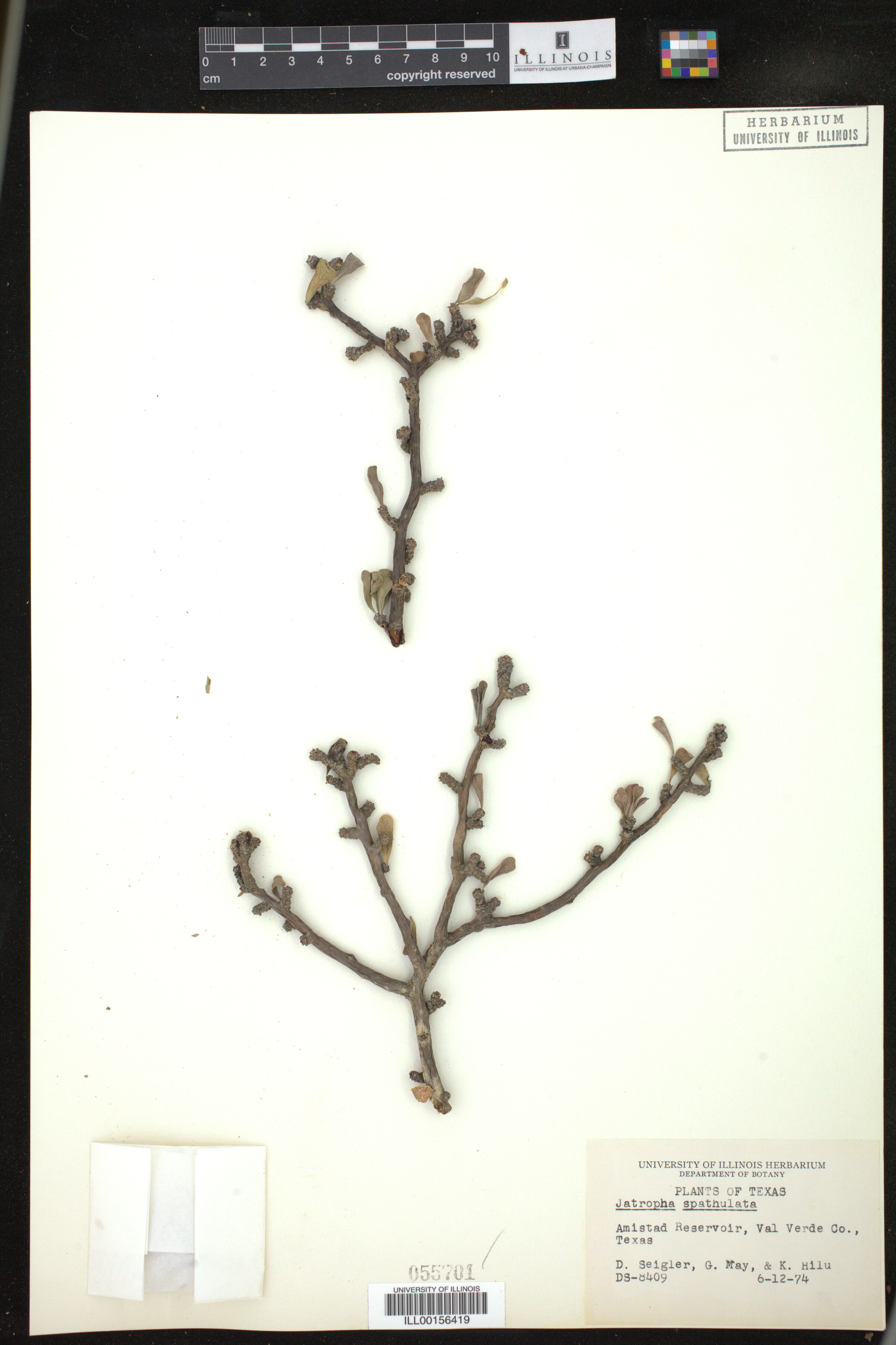 Jatropha spathulata image