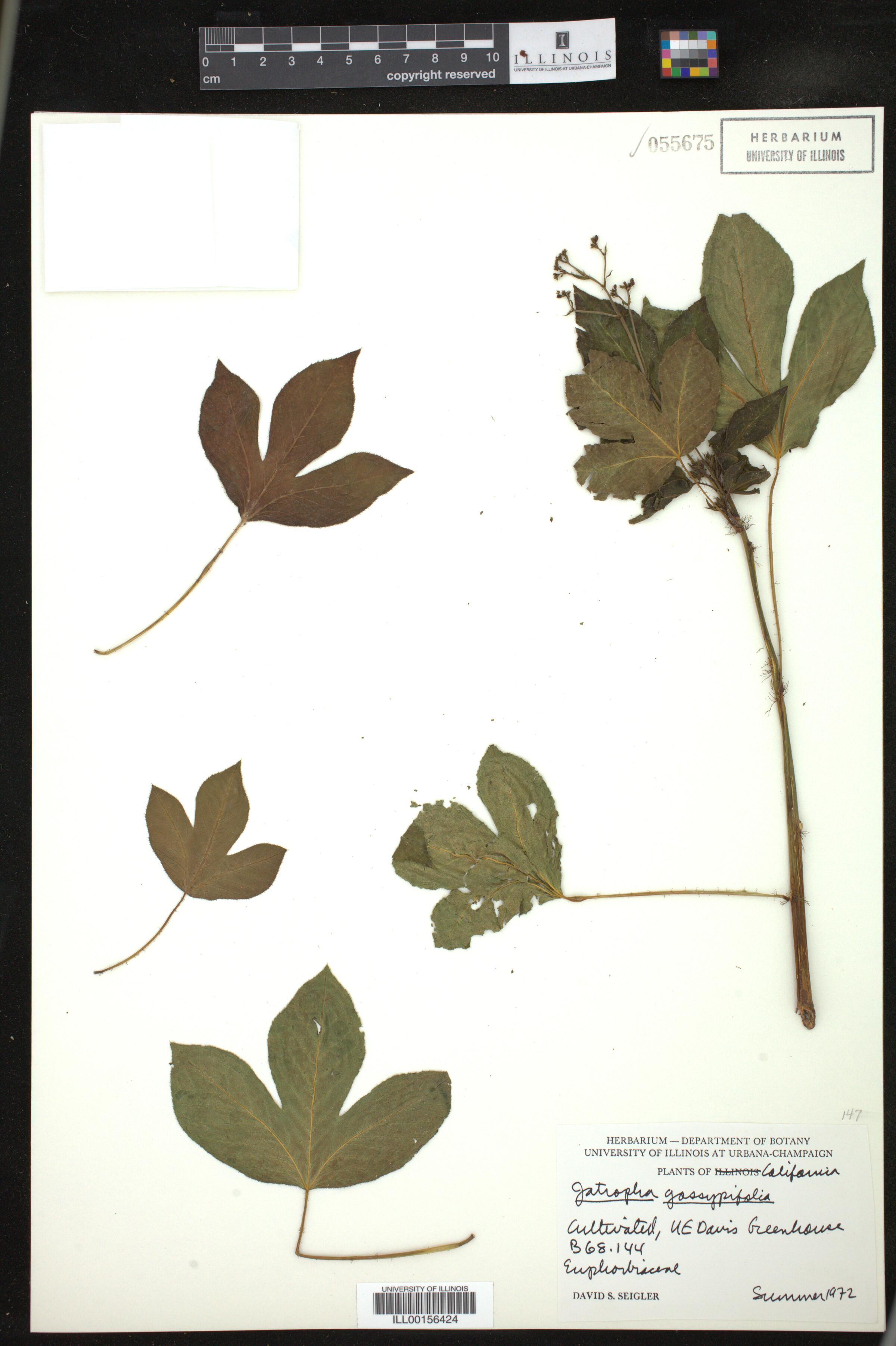 Jatropha gossypiifolia image