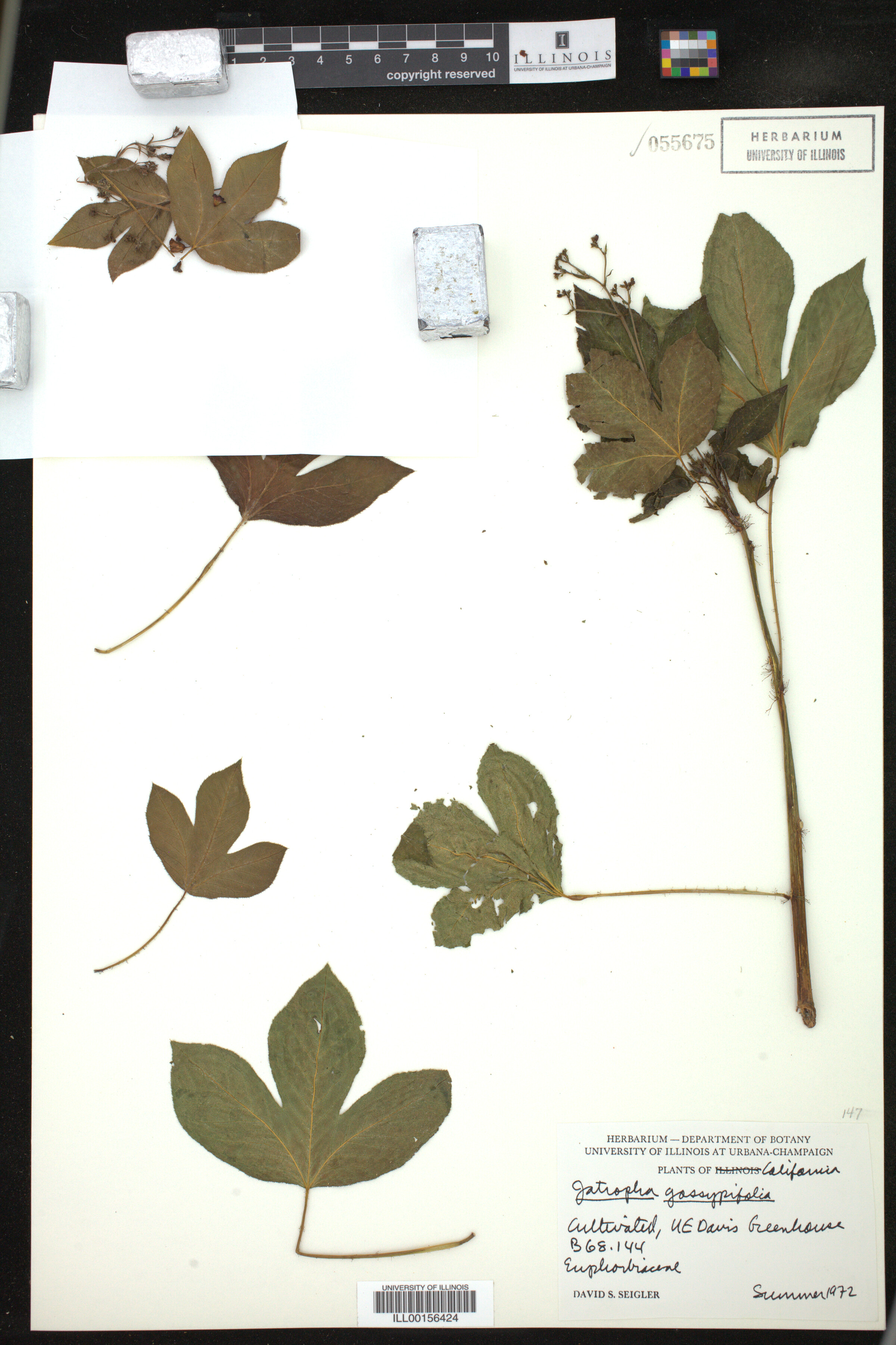 Jatropha gossypiifolia image