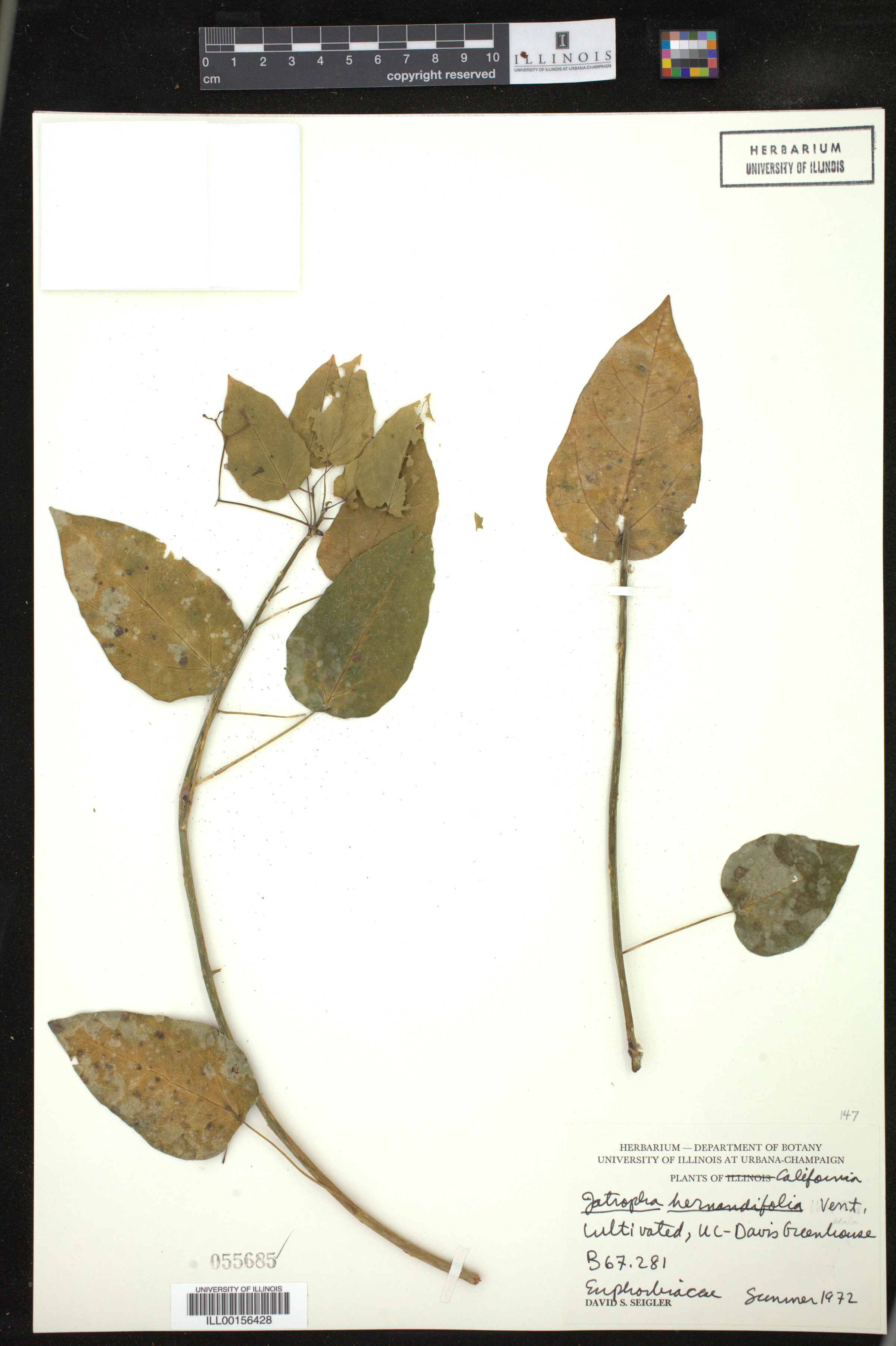 Jatropha hernandiifolia image