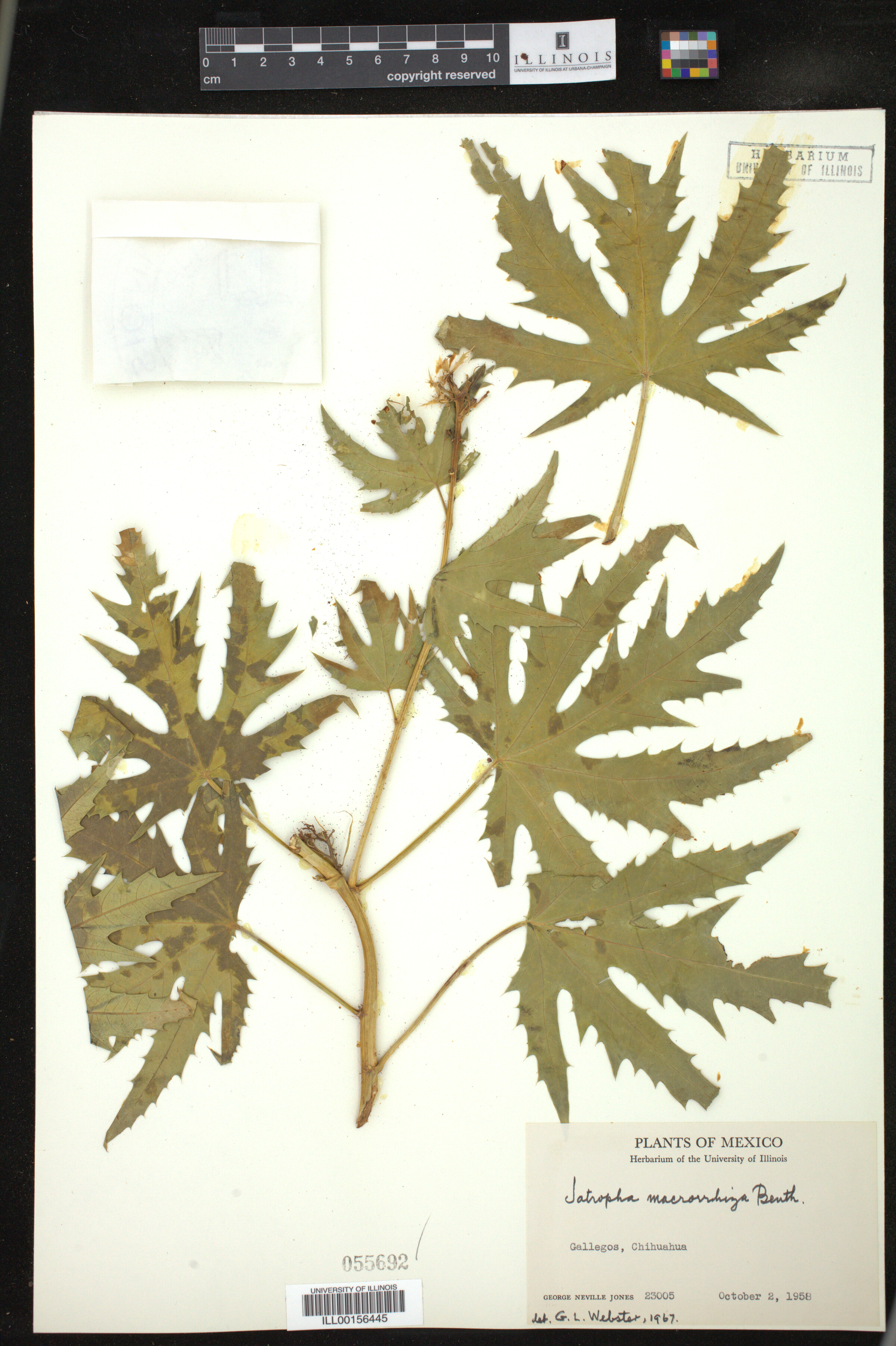 Jatropha macrorhiza image