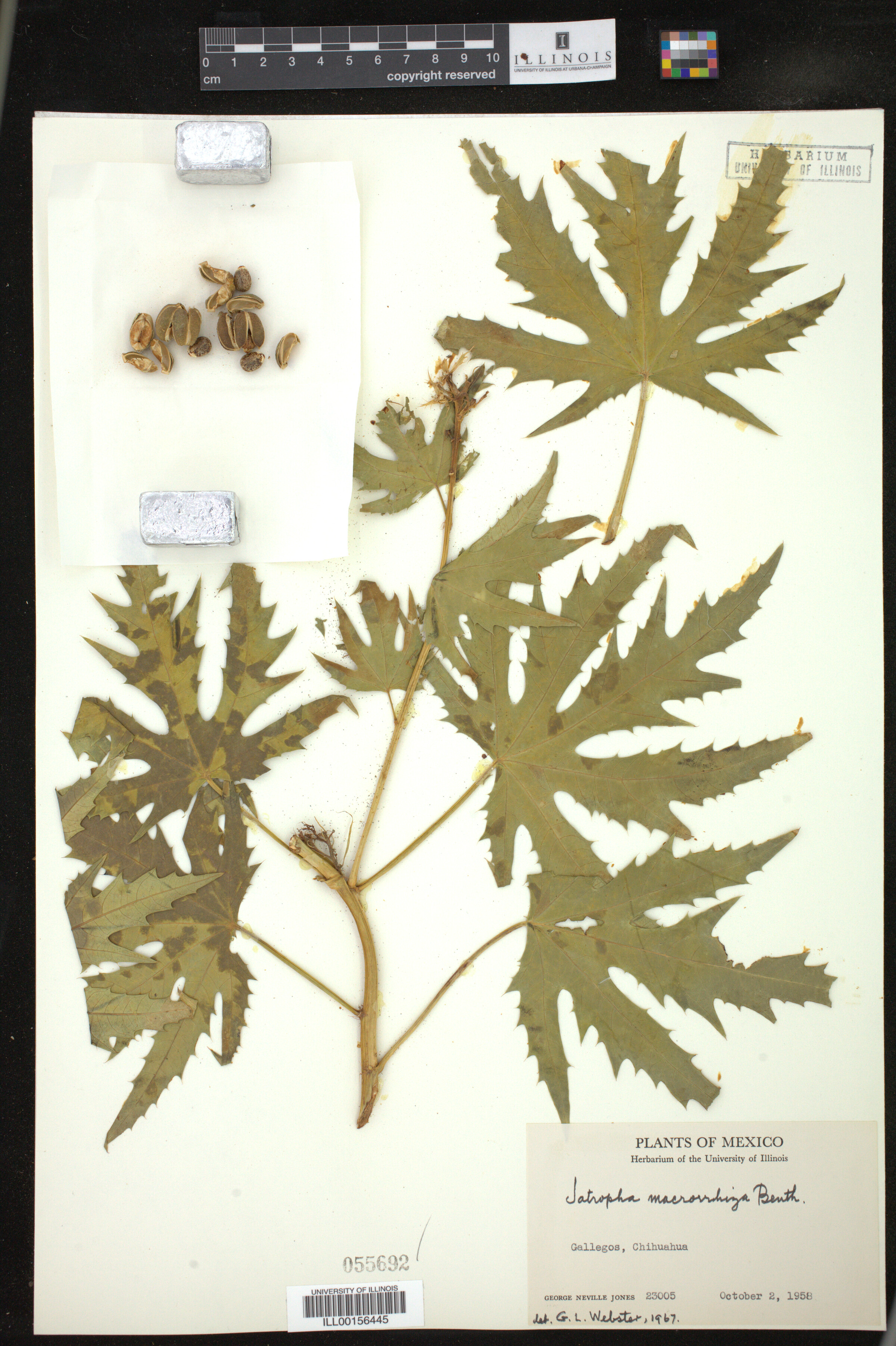 Jatropha macrorhiza image