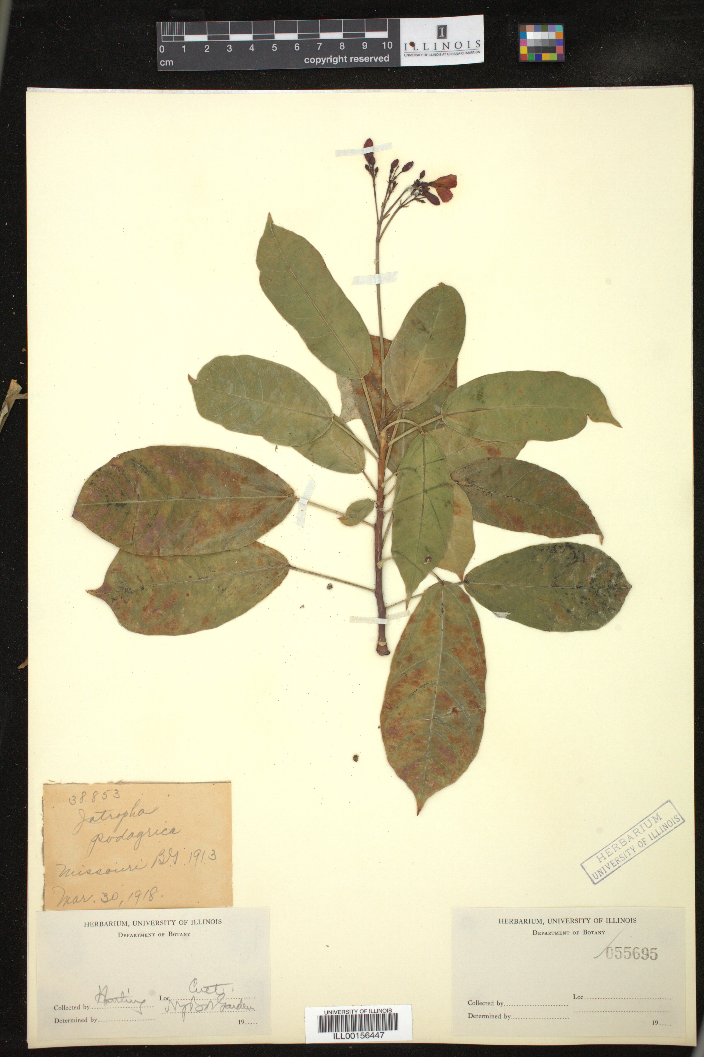 Jatropha podagrica image