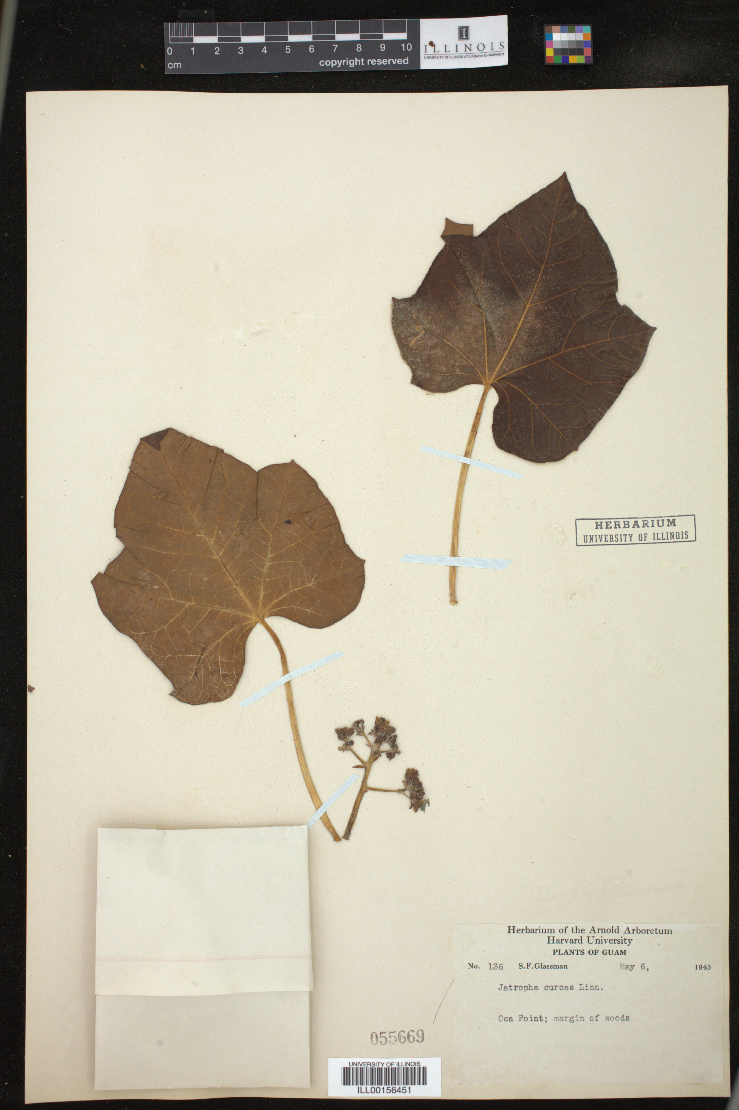 Jatropha curcas image